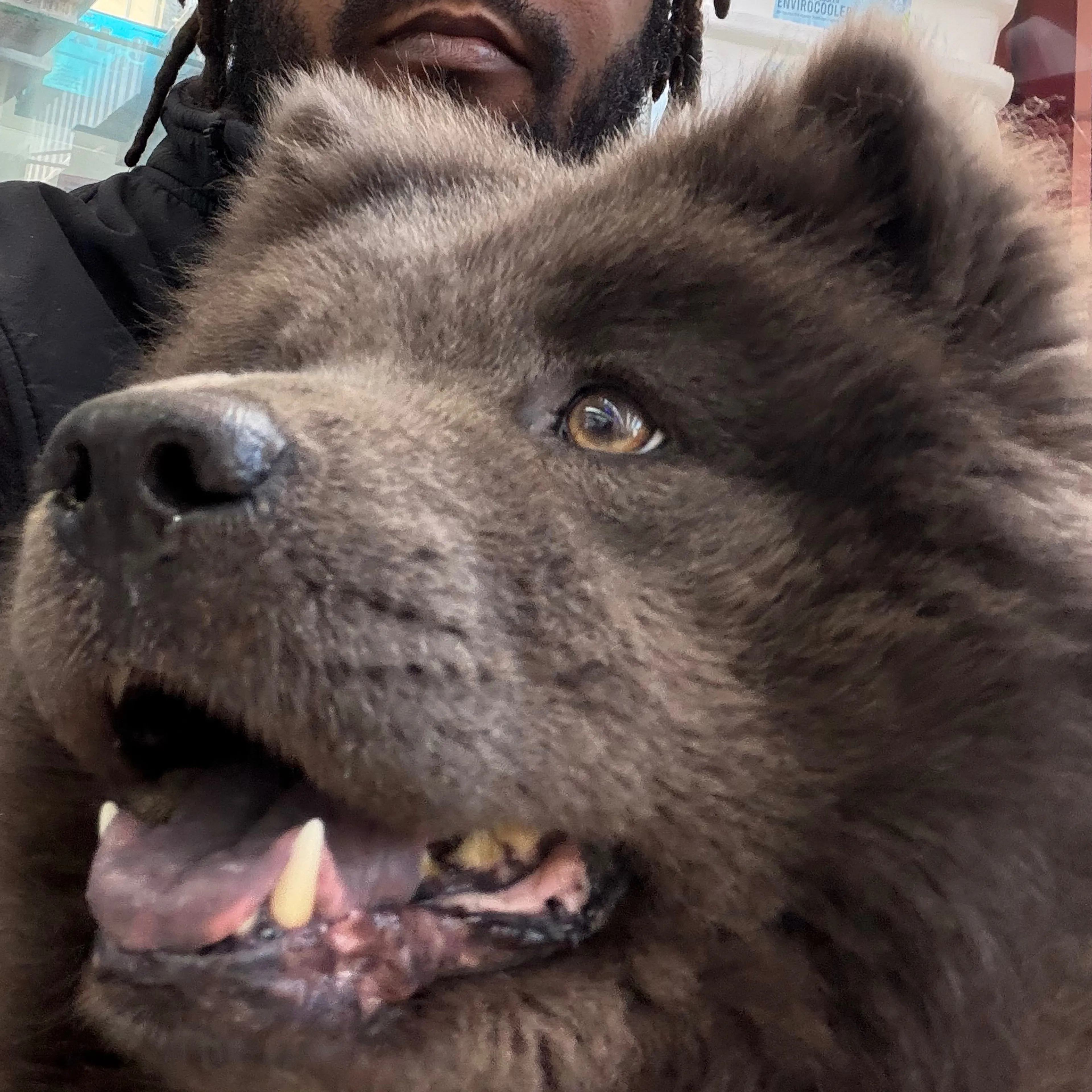 Lost pet-2