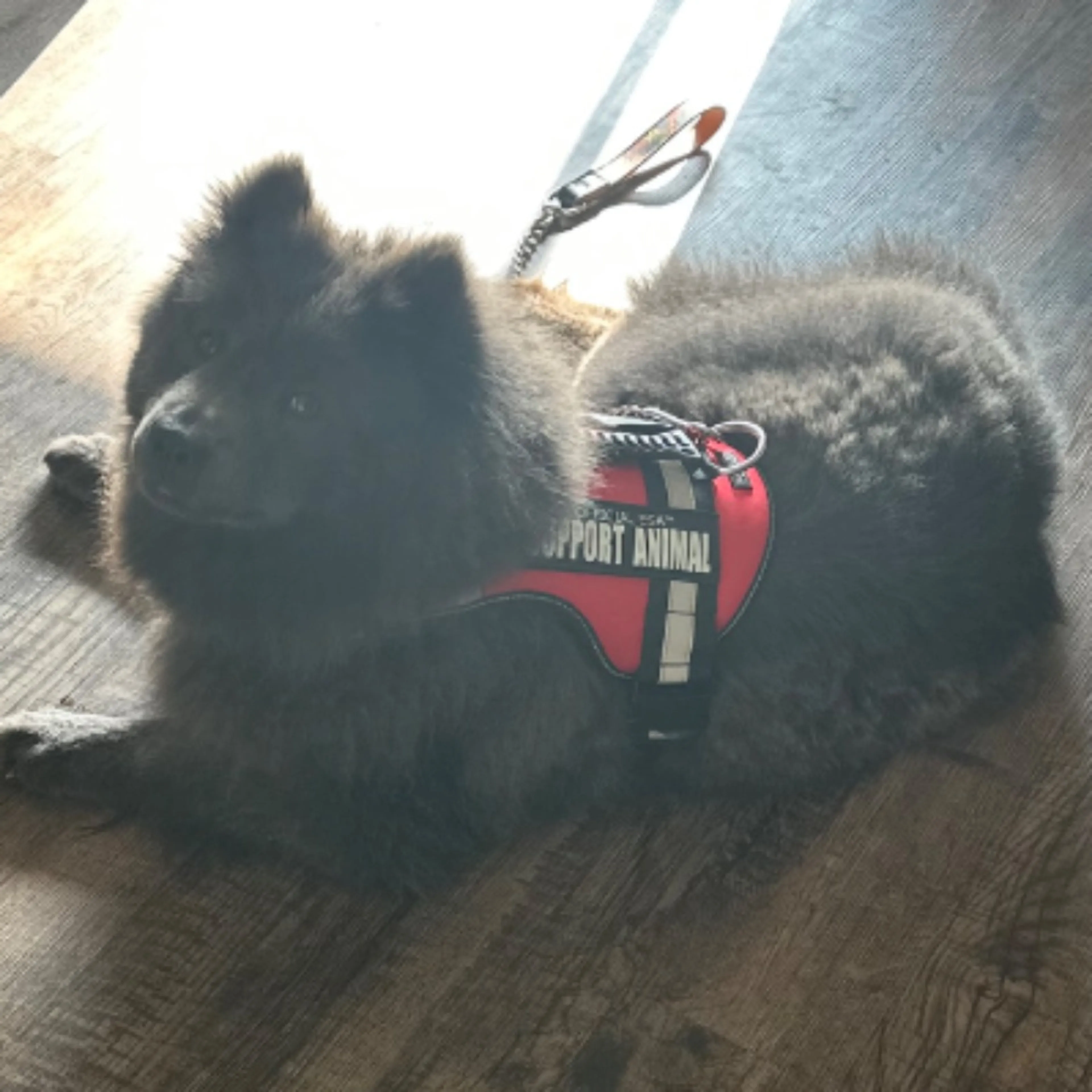 Lost pet-0