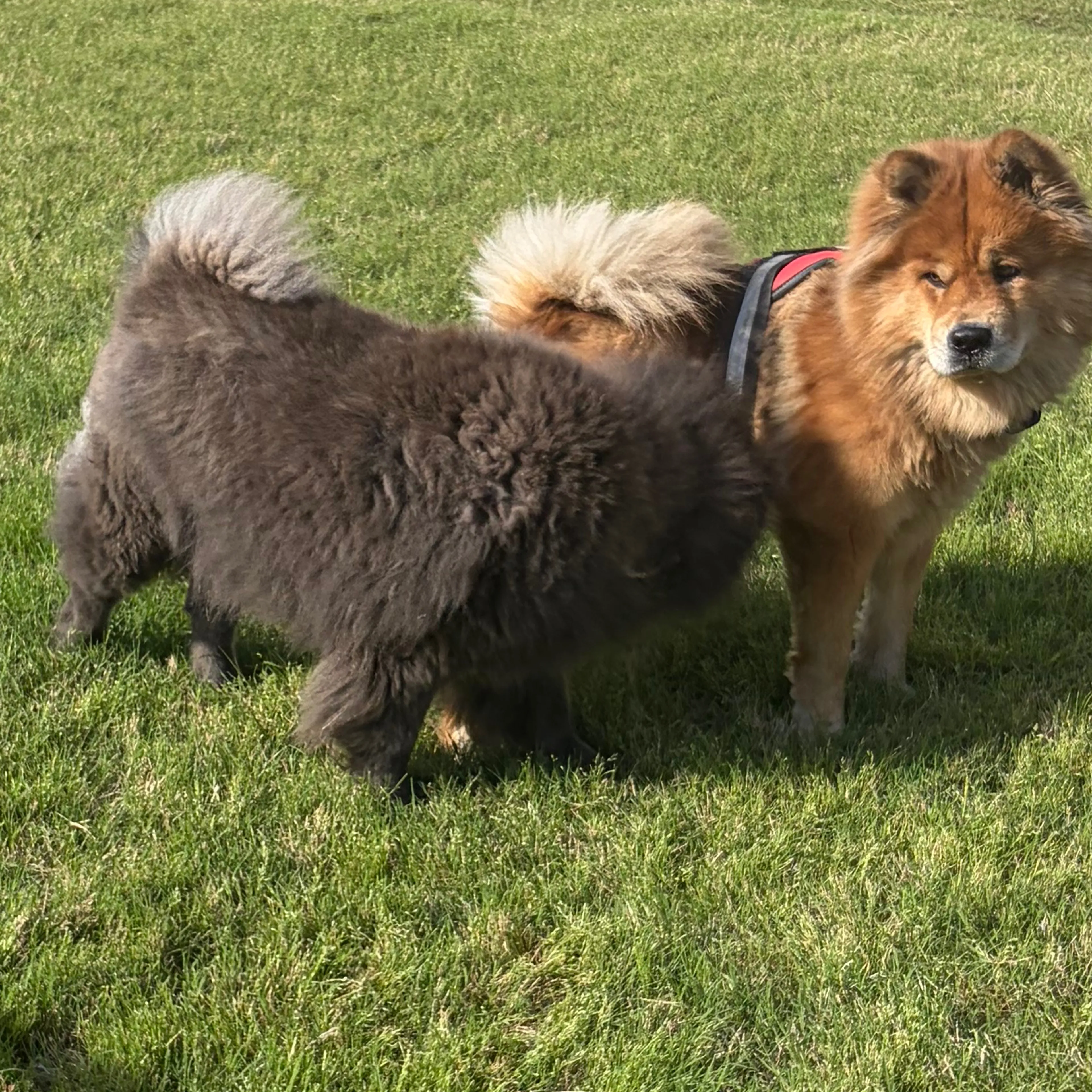 Lost pet-1