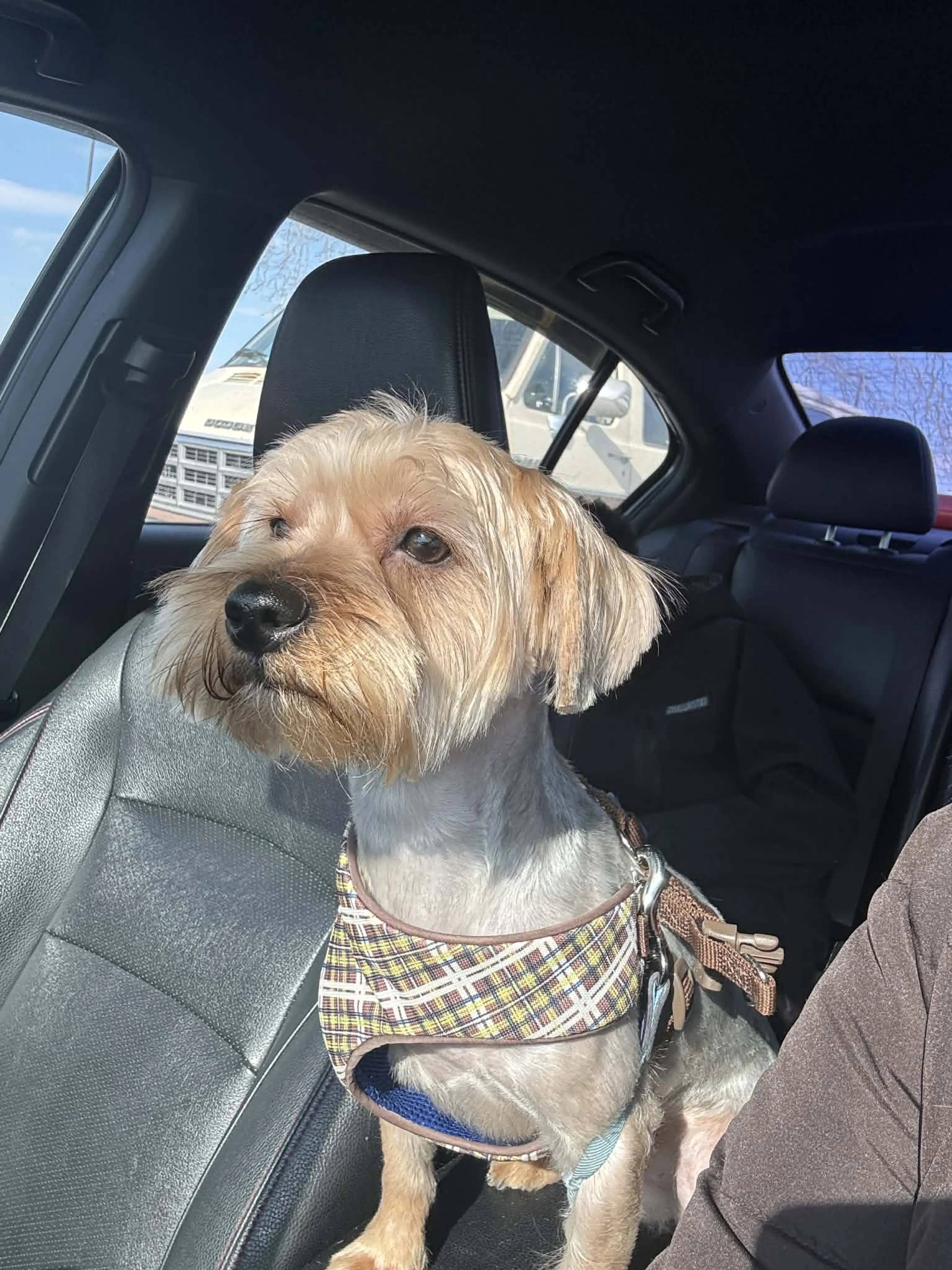 Lost pet-1