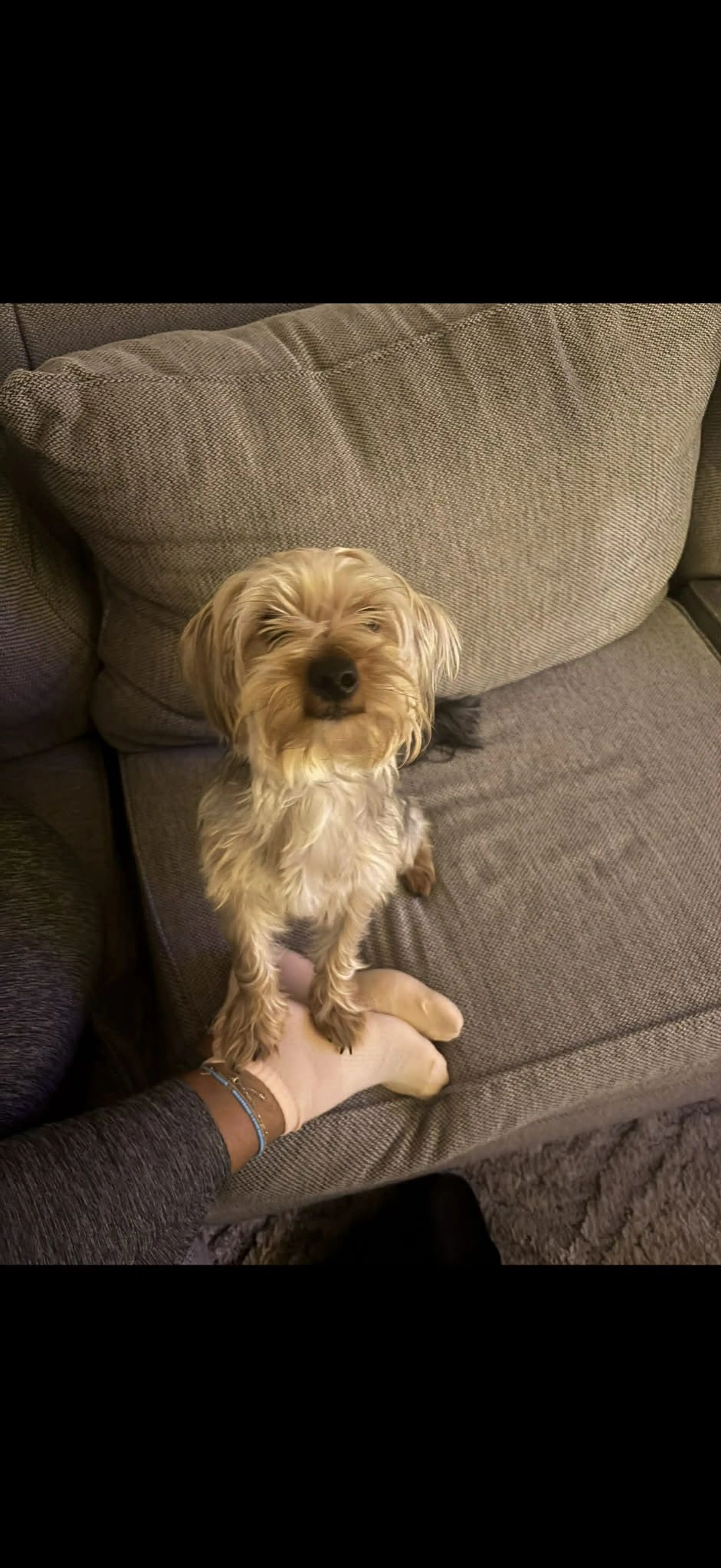 Lost pet-0