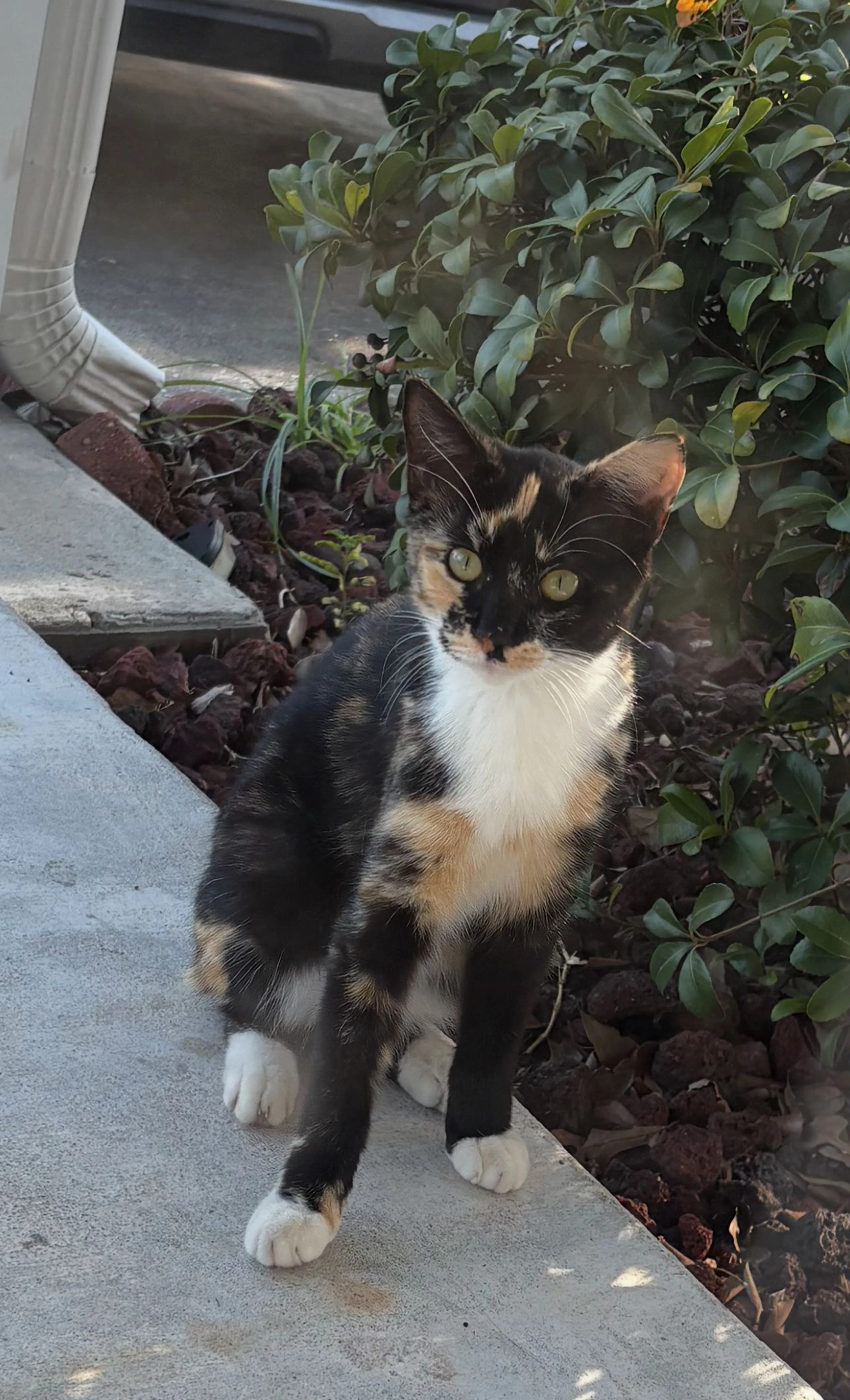 Lost pet