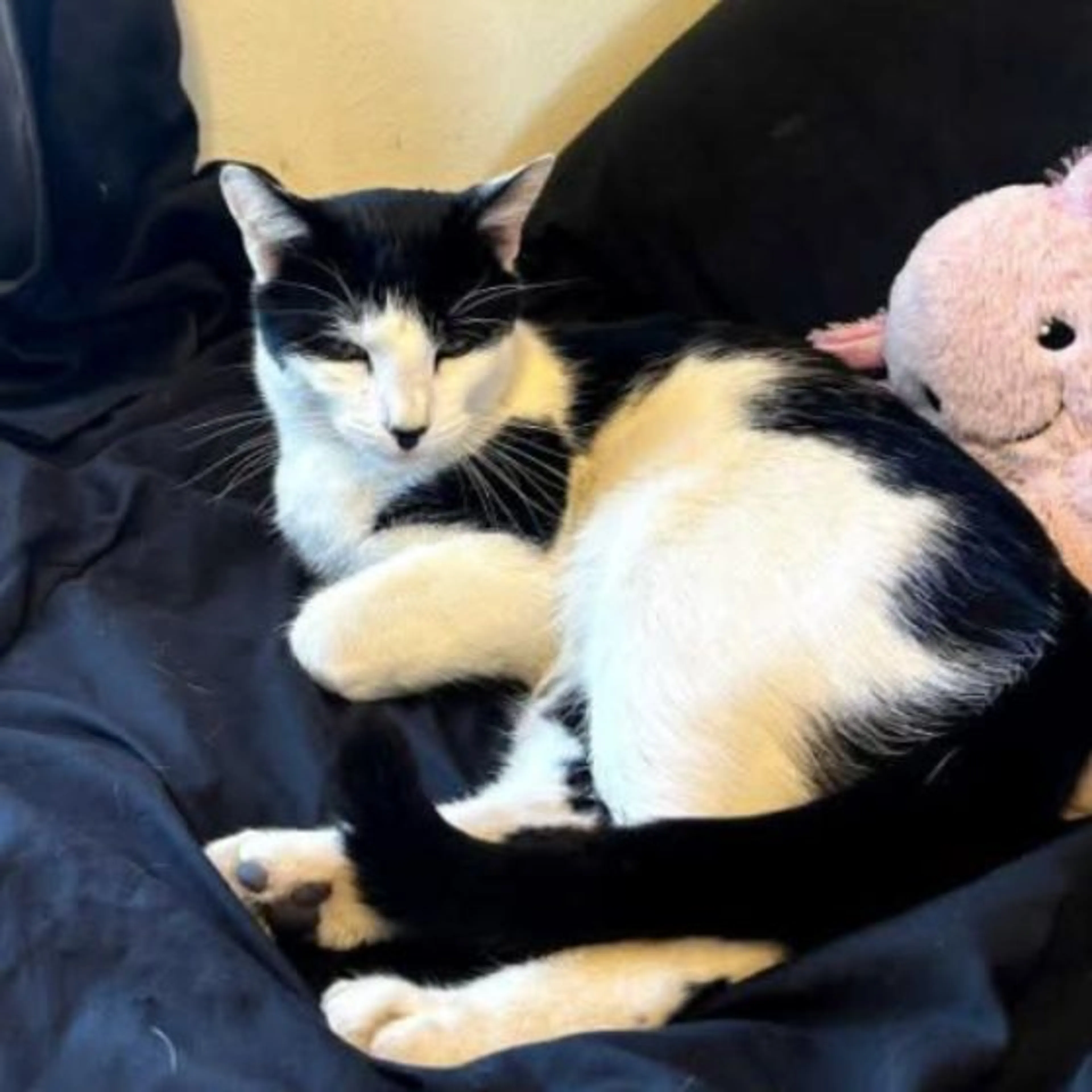 Lost pet