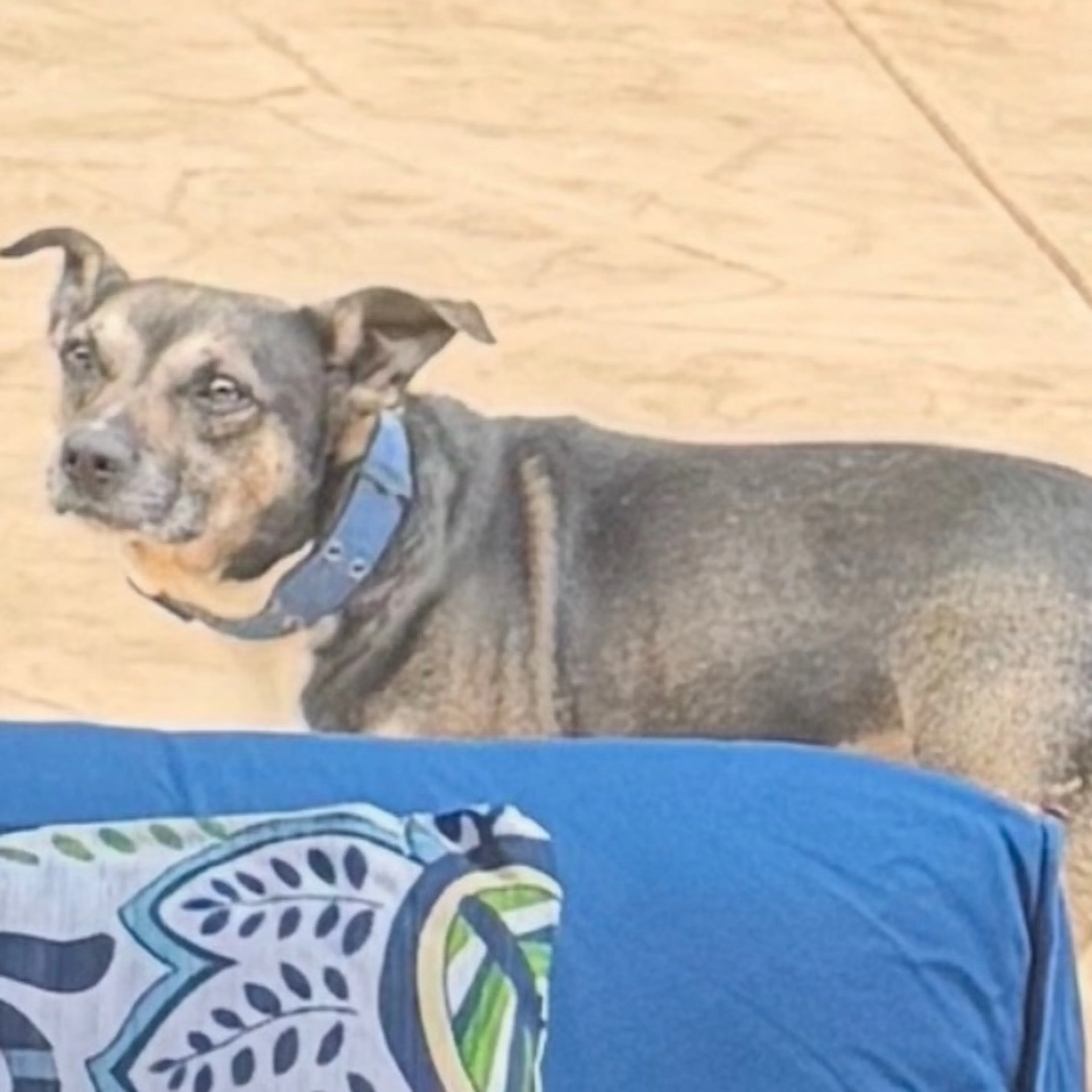 Lost pet