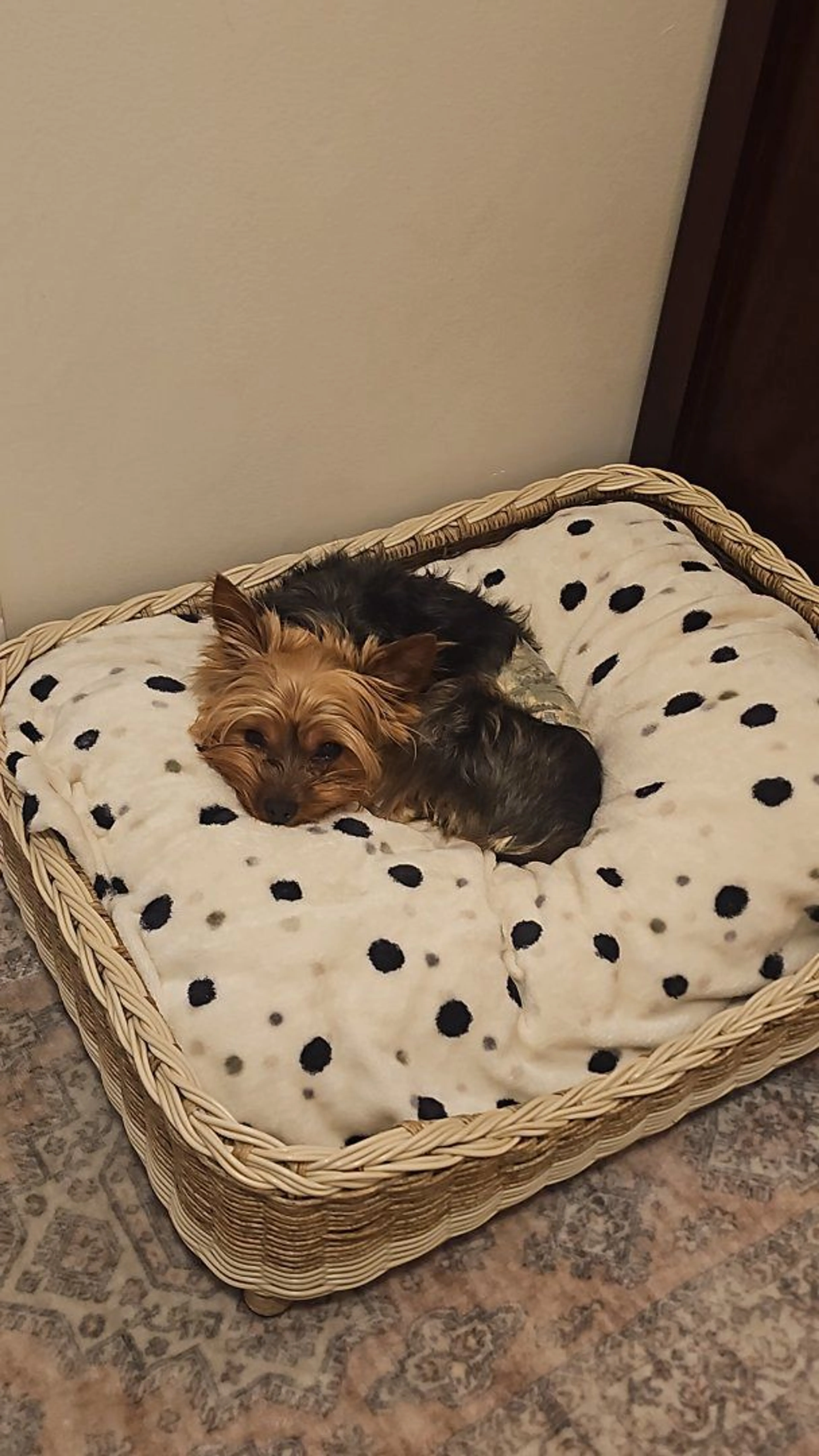 Lost pet