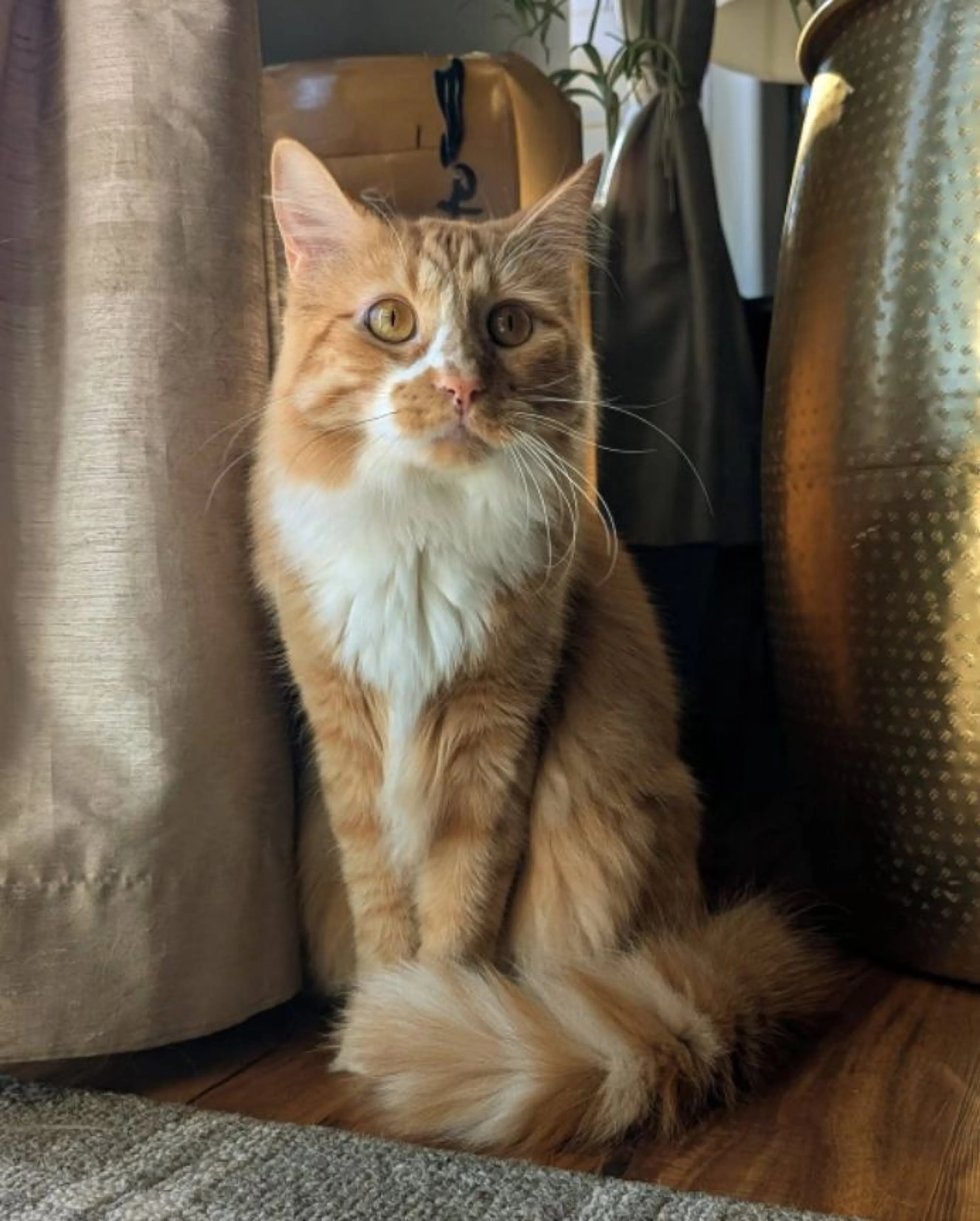 Lost pet