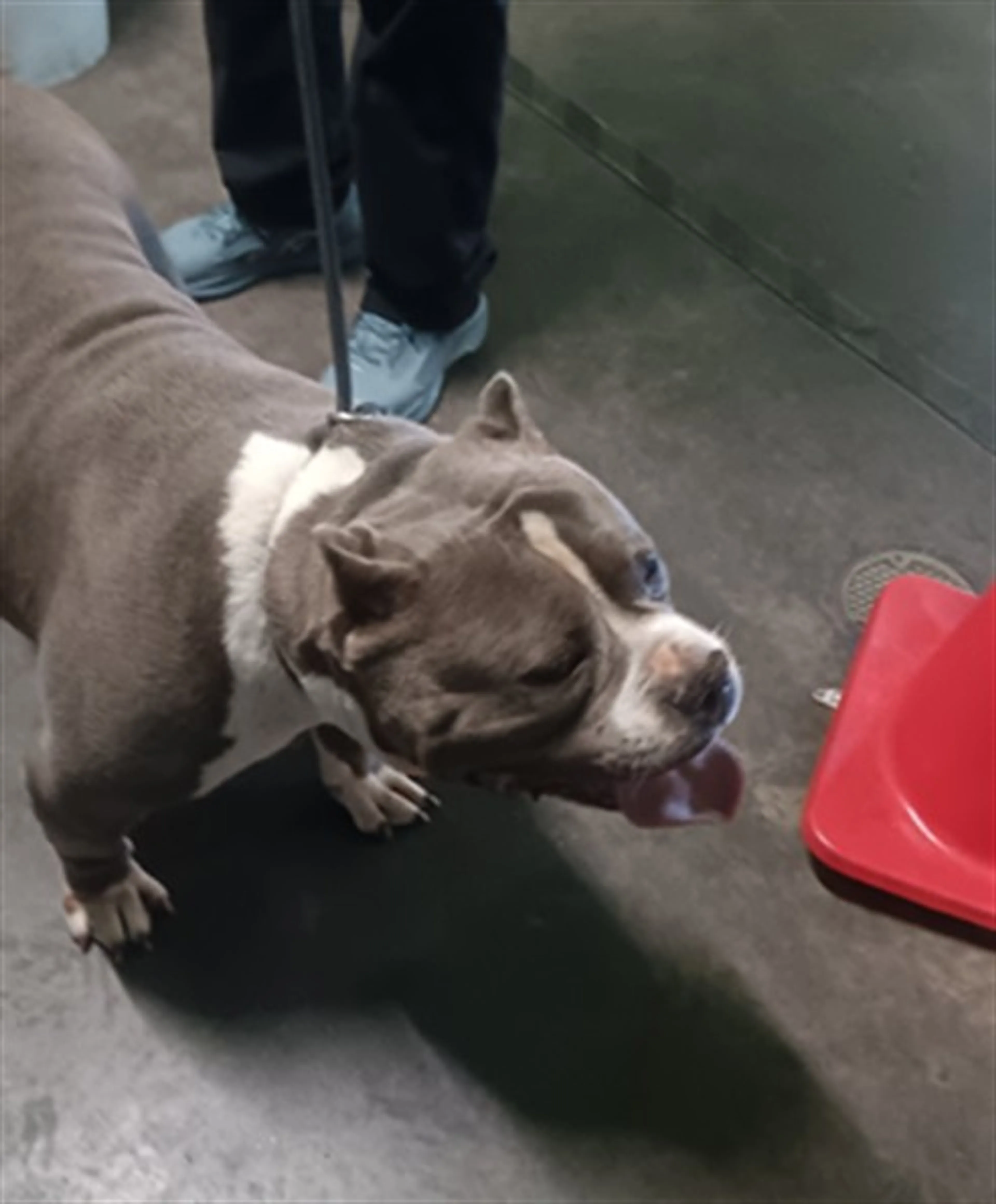 Found pet