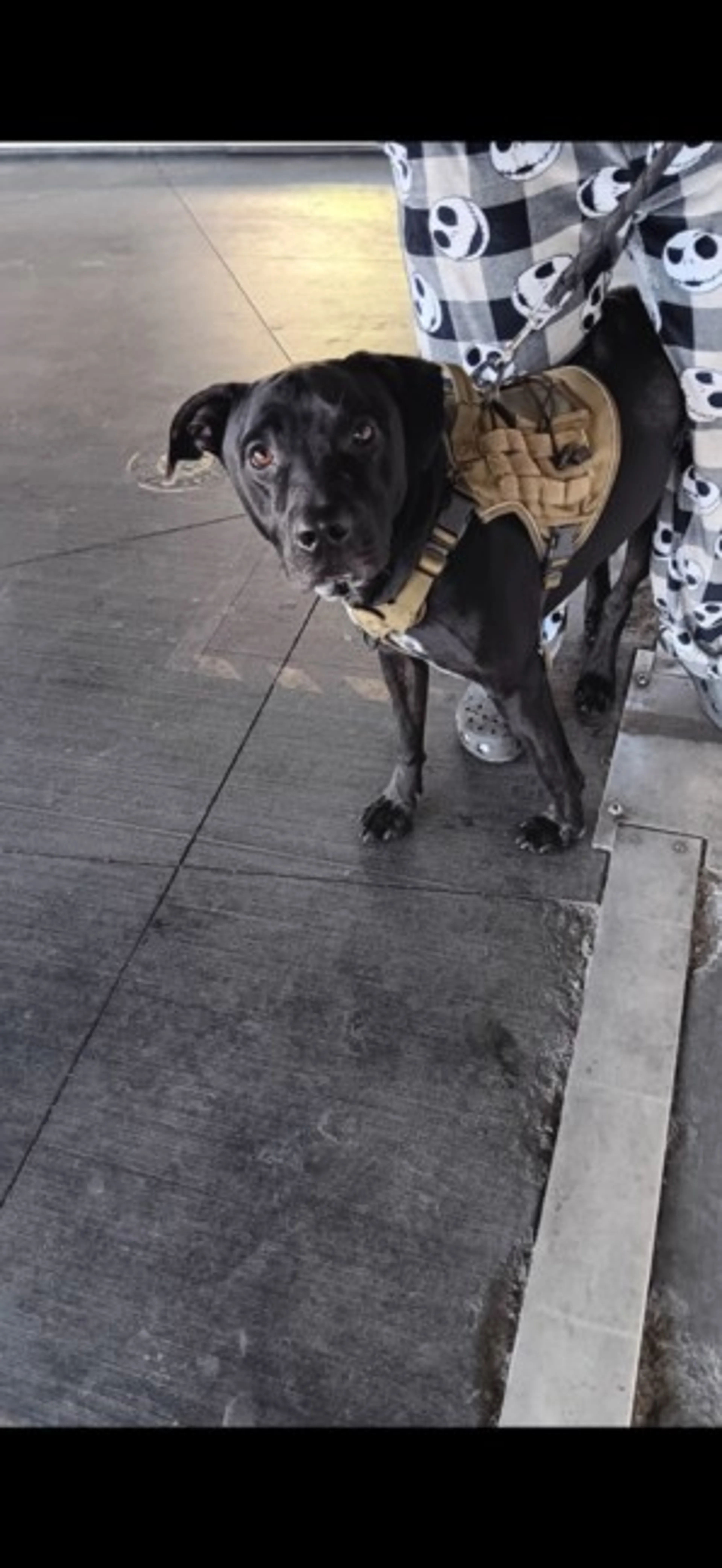 Found pet