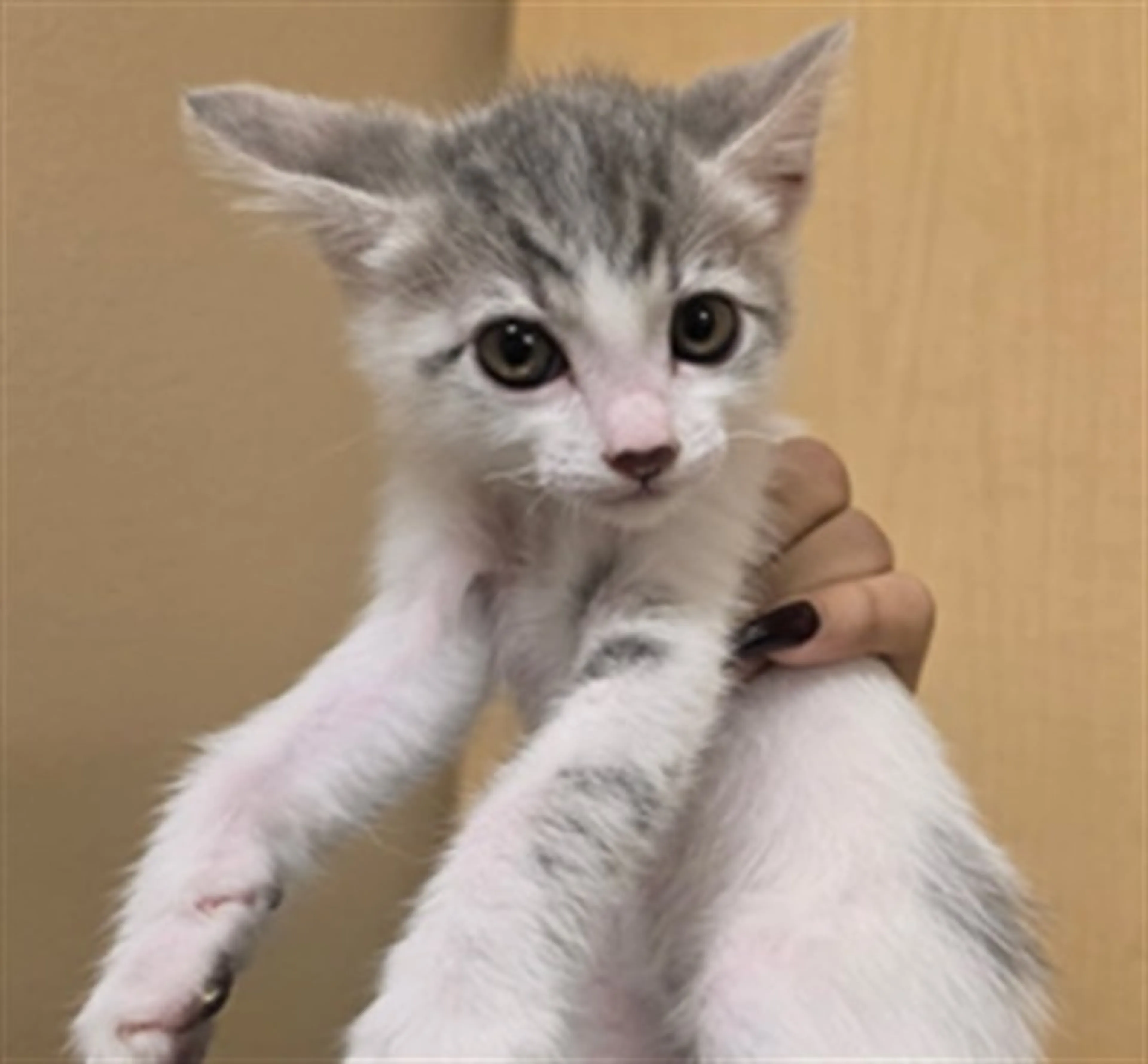 Found pet