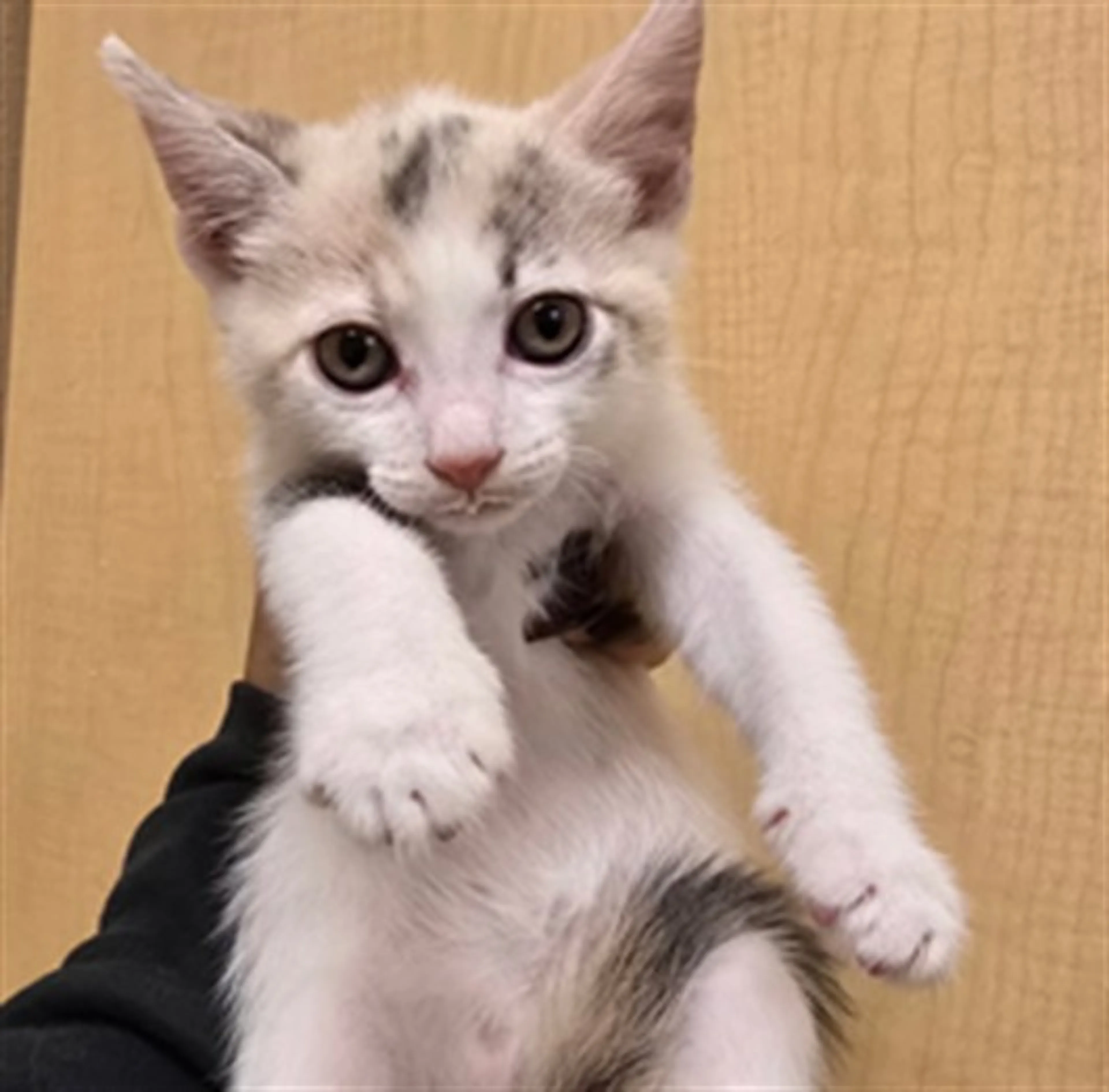 Found pet