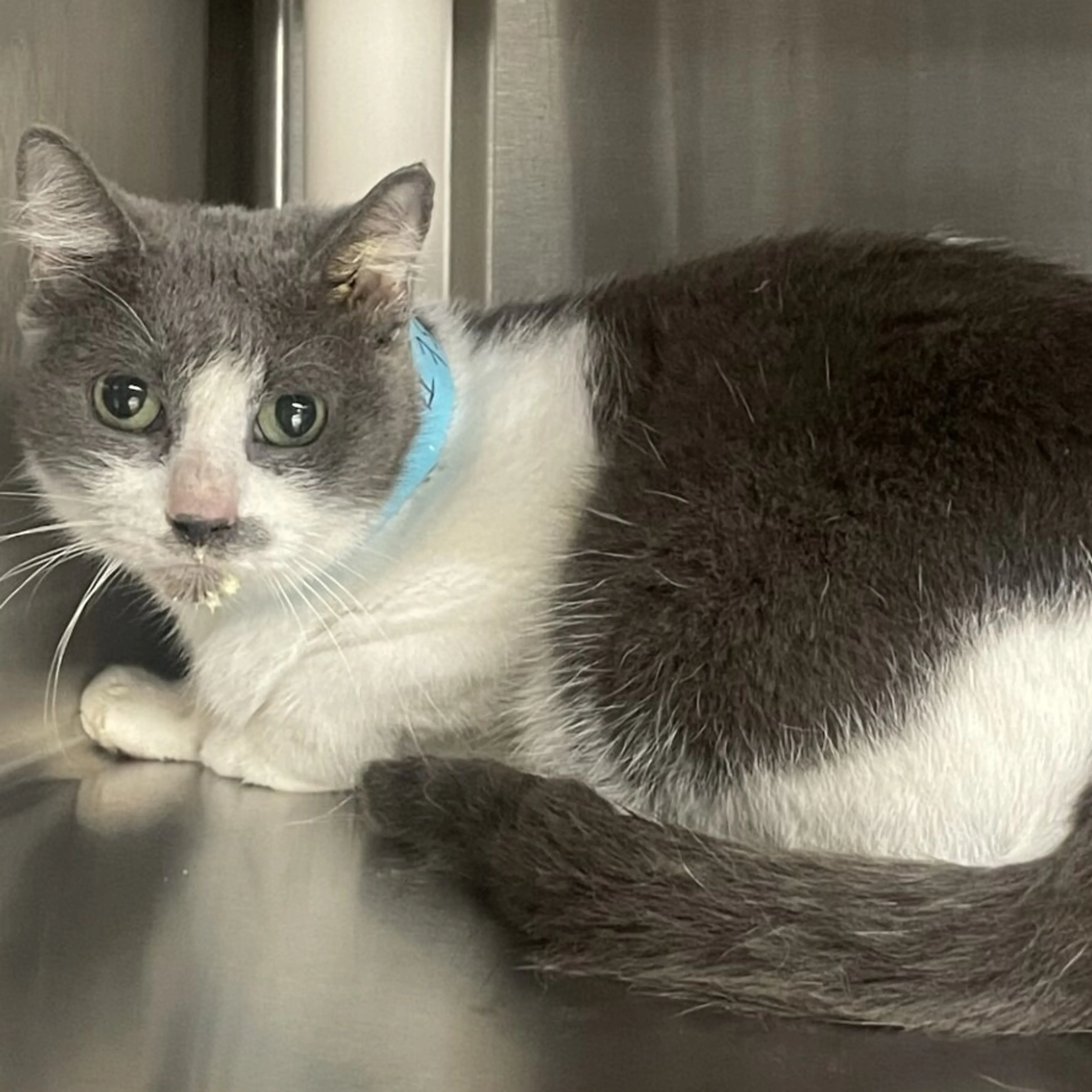 Found pet