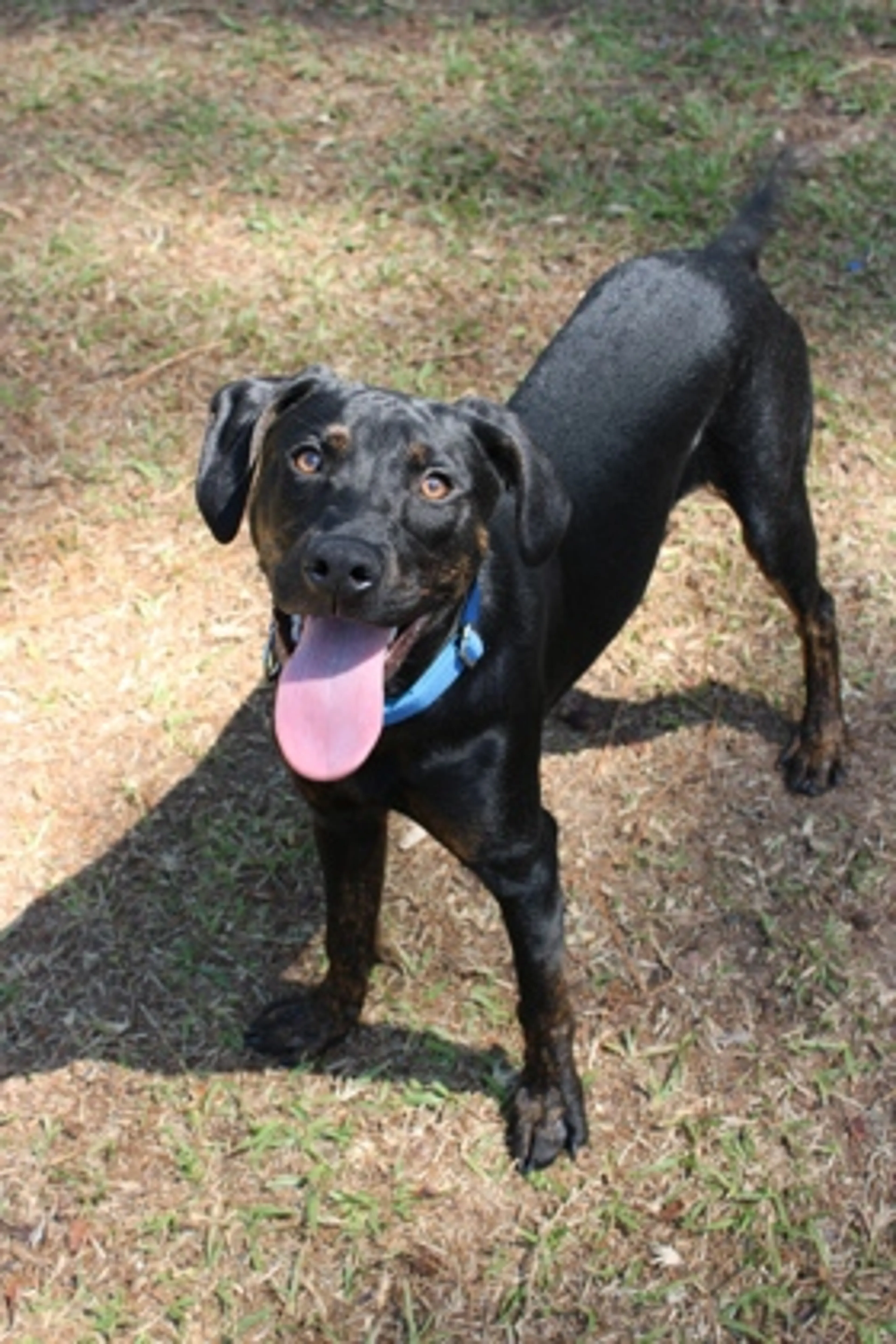 Found pet-1