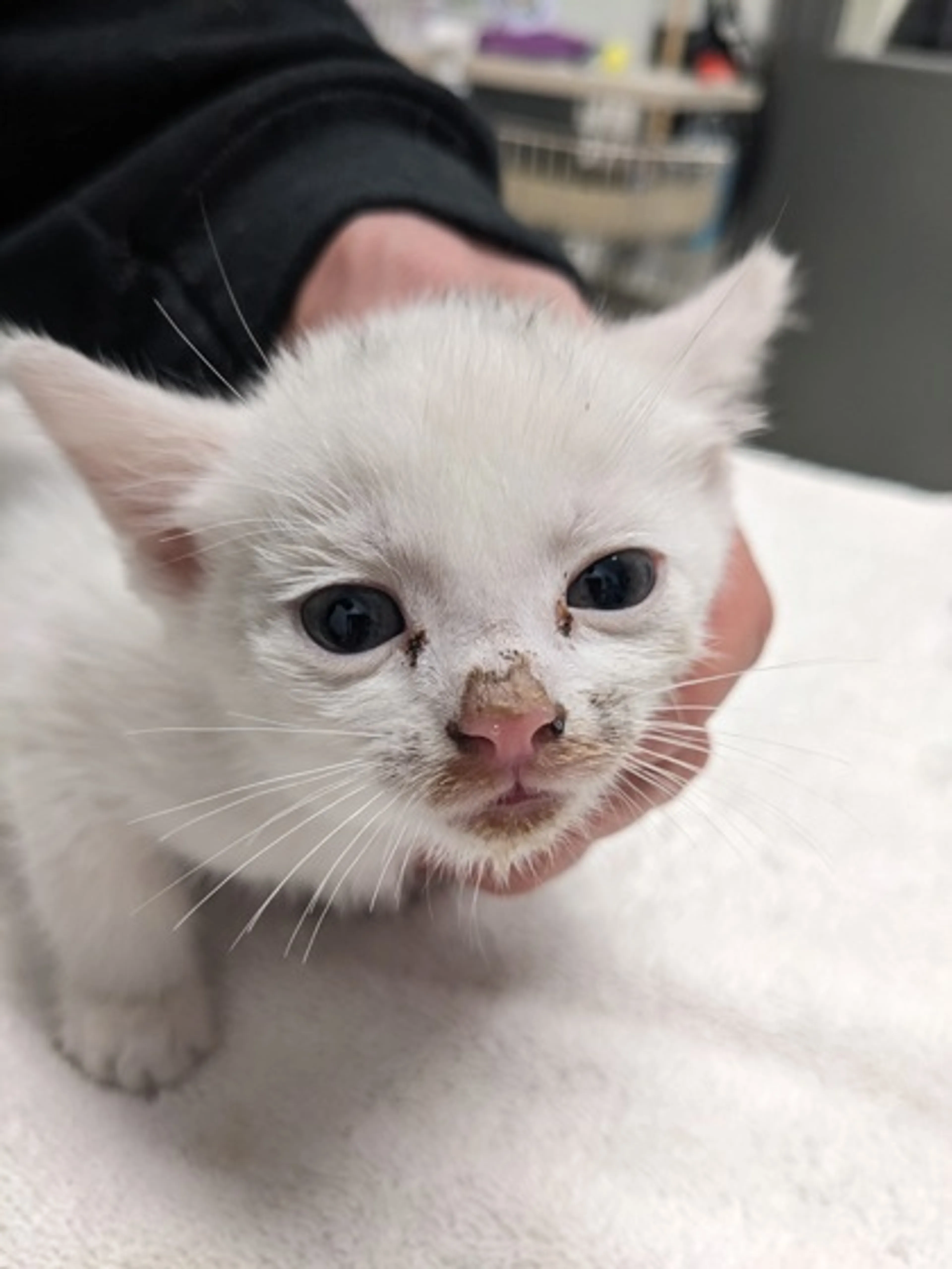 Found pet