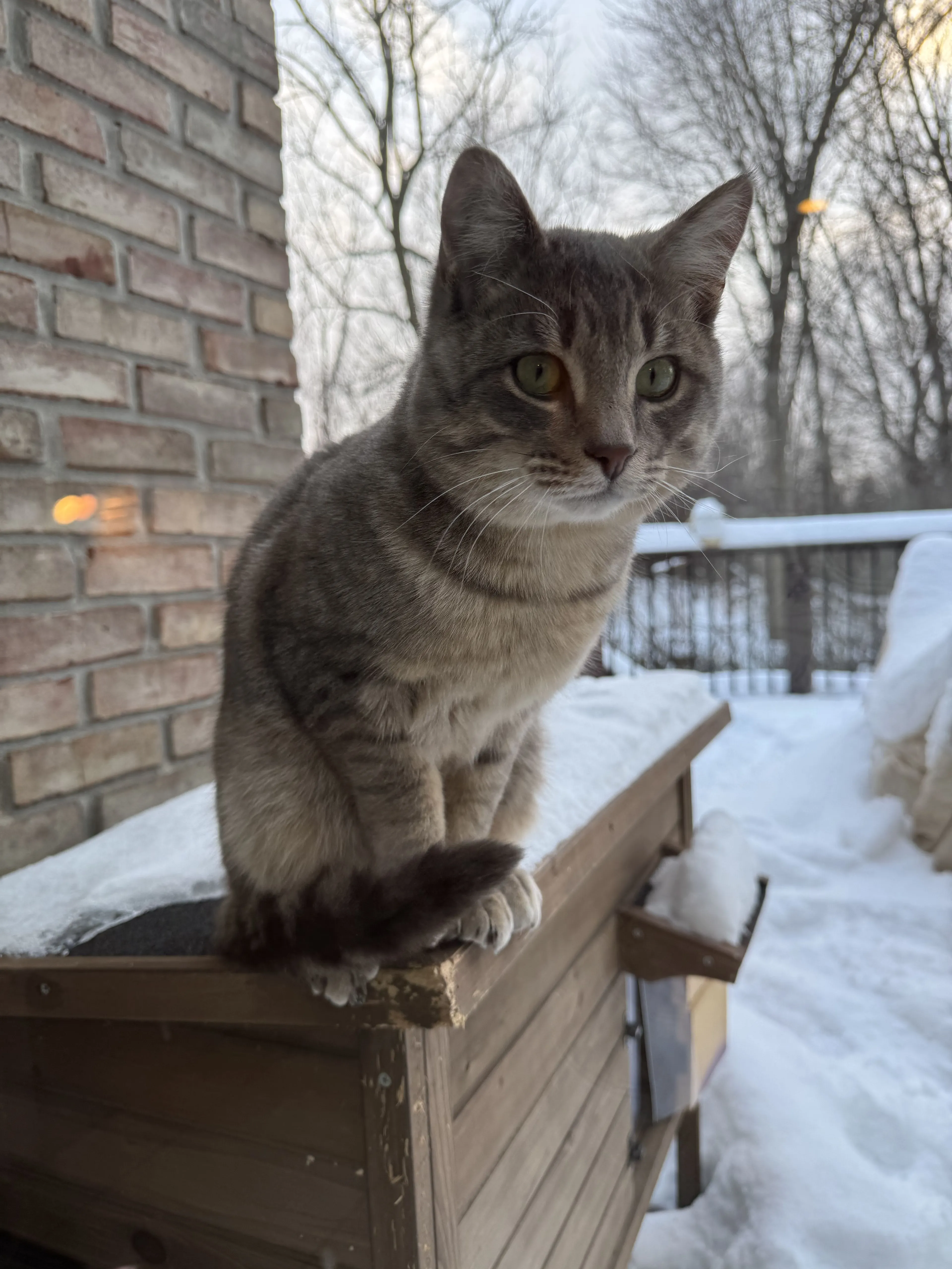 Lost pet