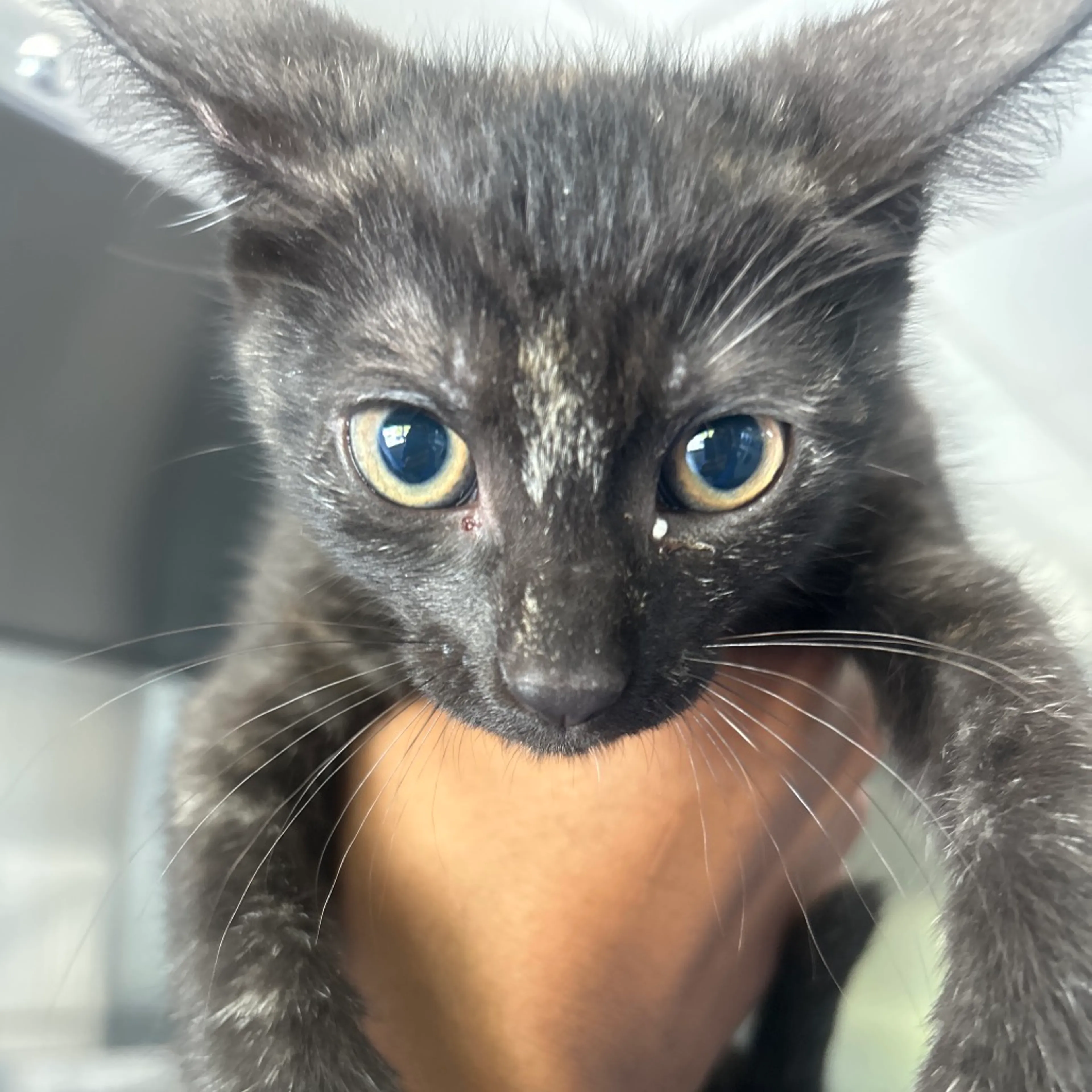 Found pet