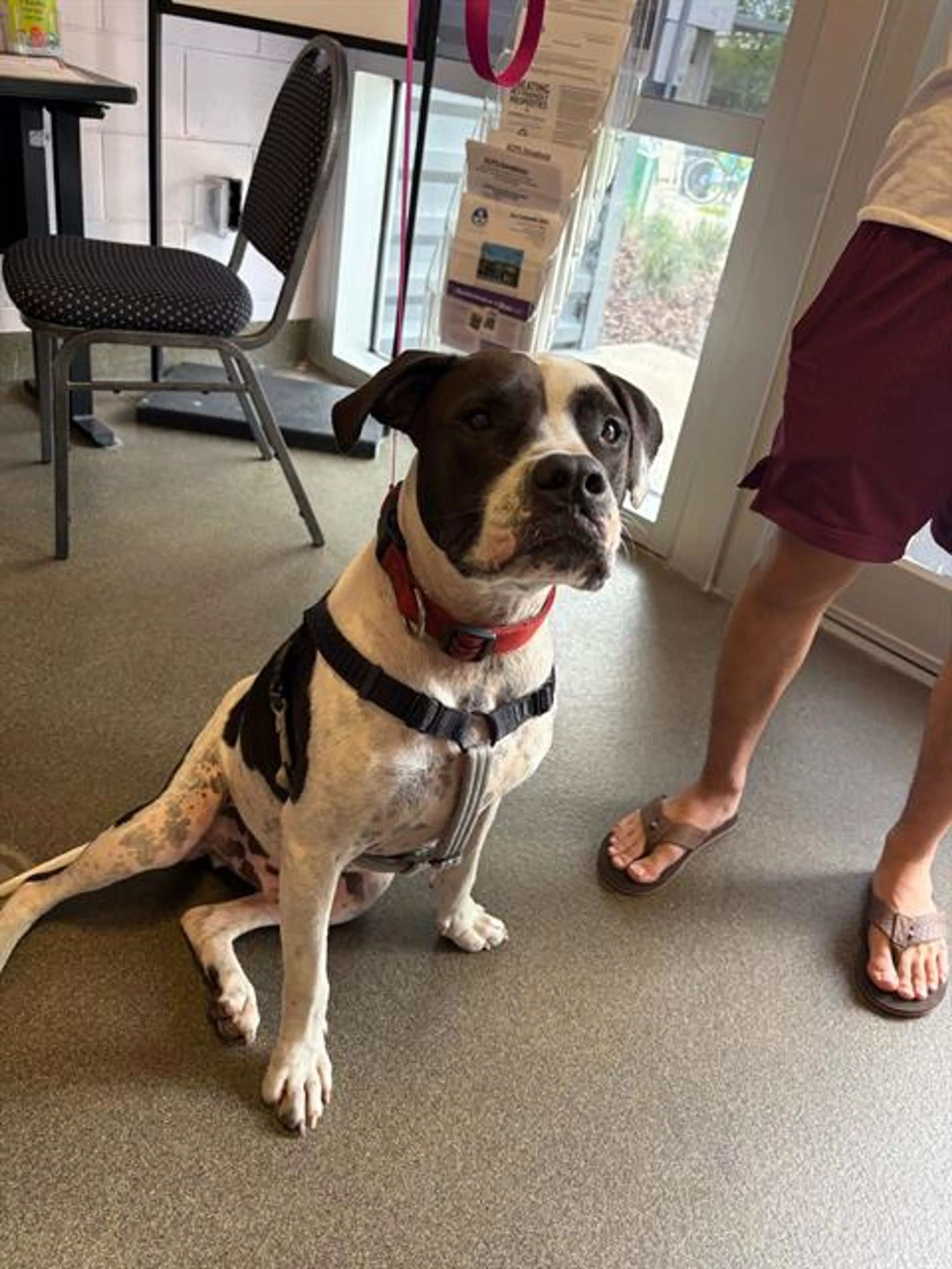 Found pet