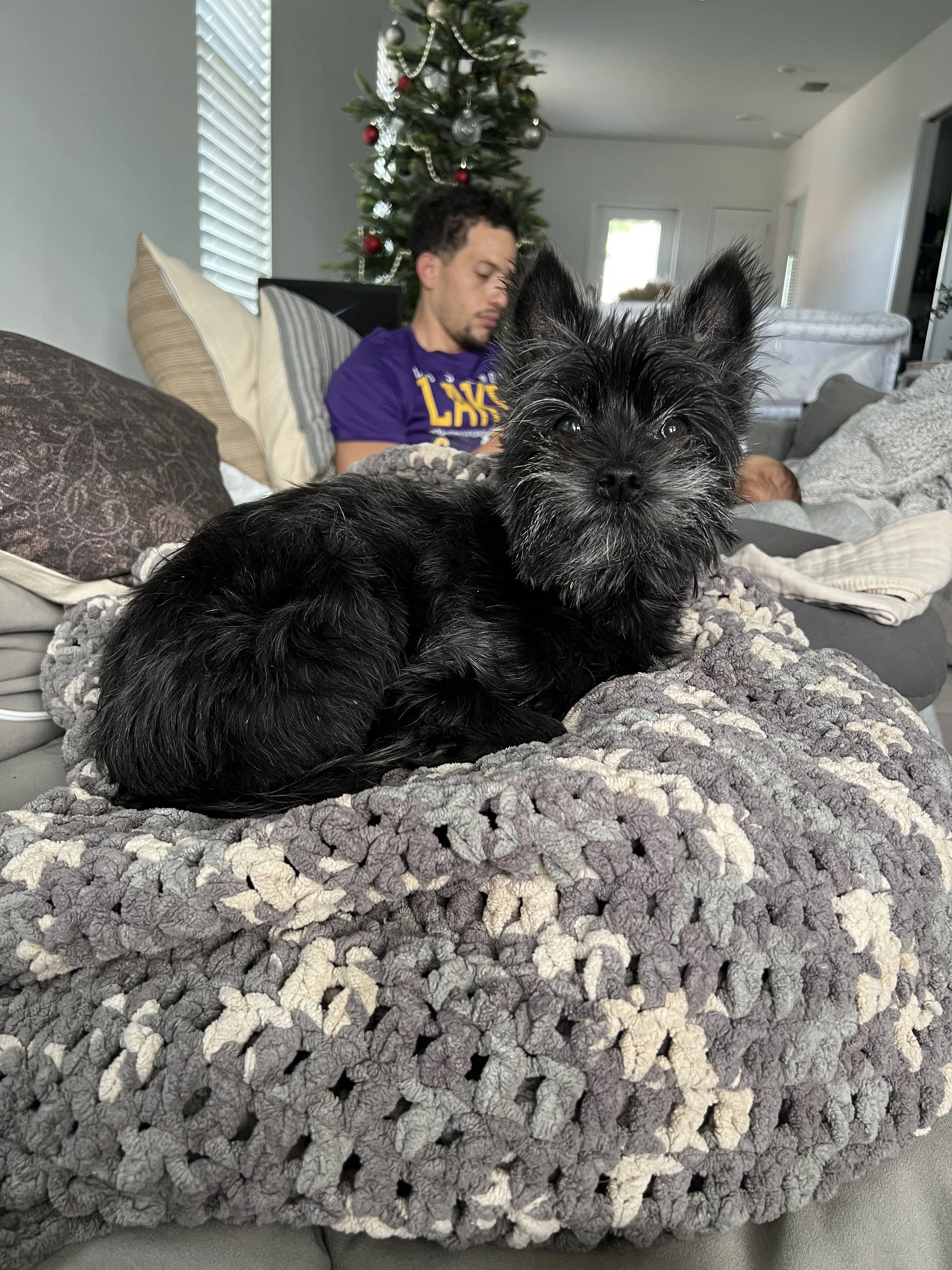 Lost pet
