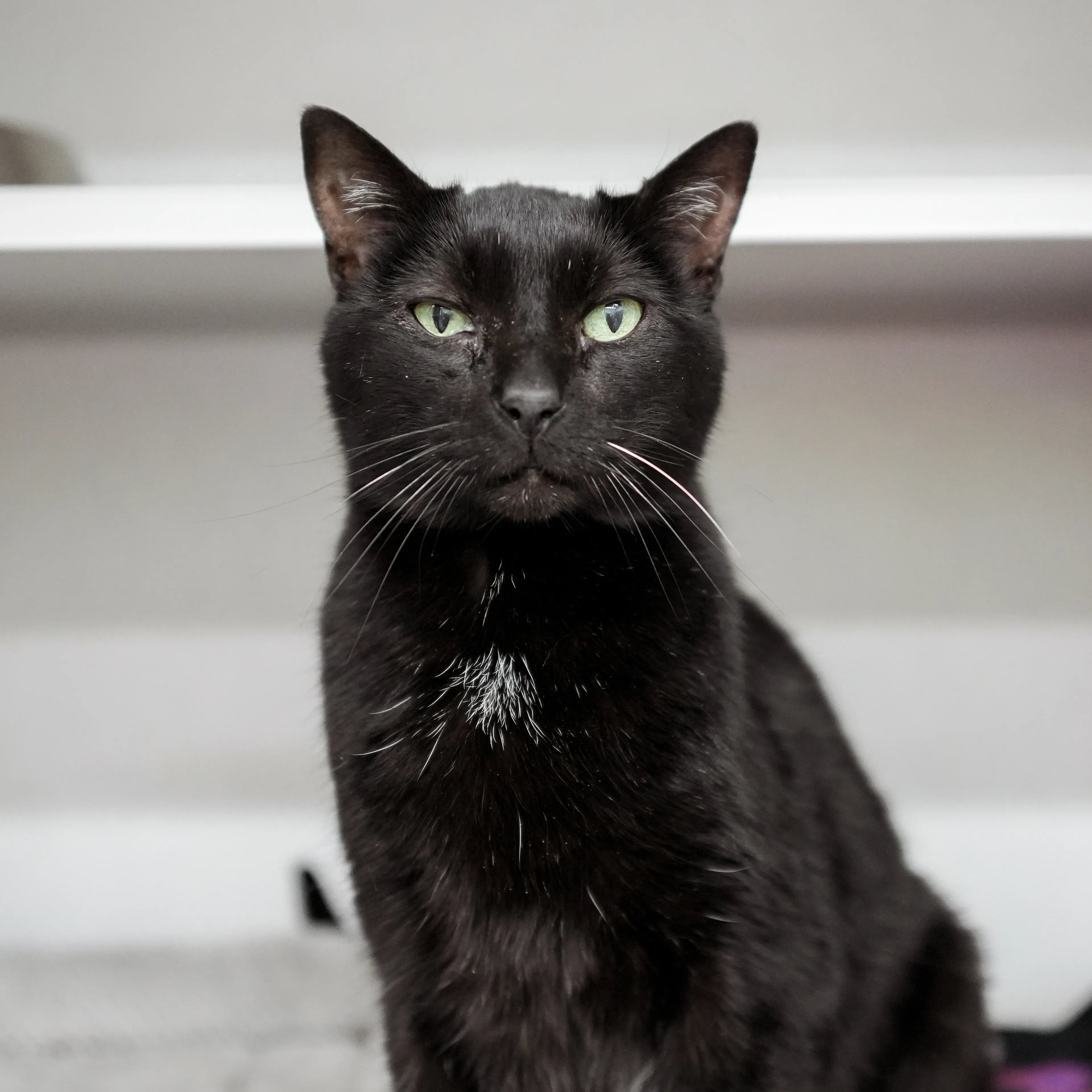 Found pet-1