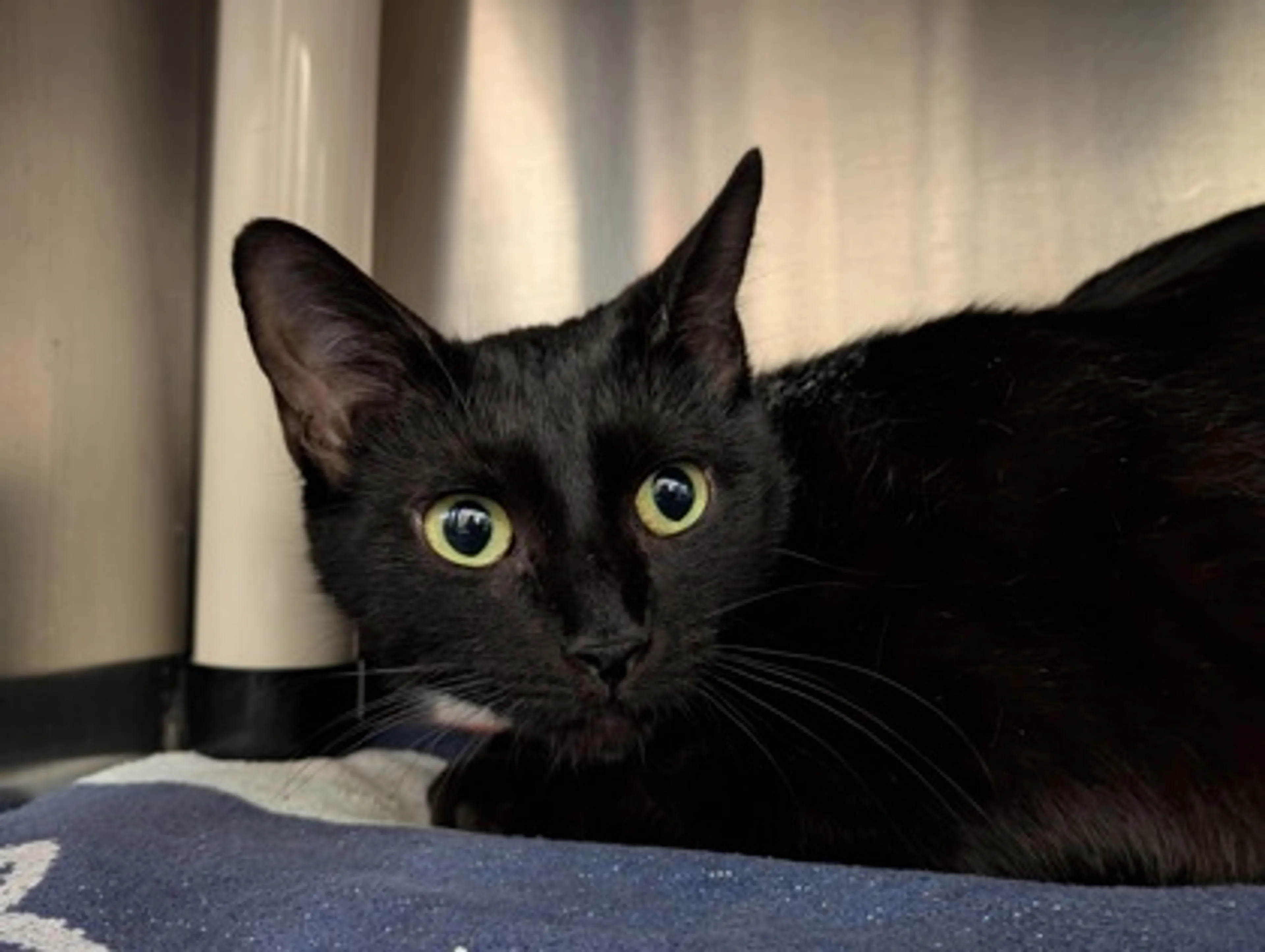 Found pet-1