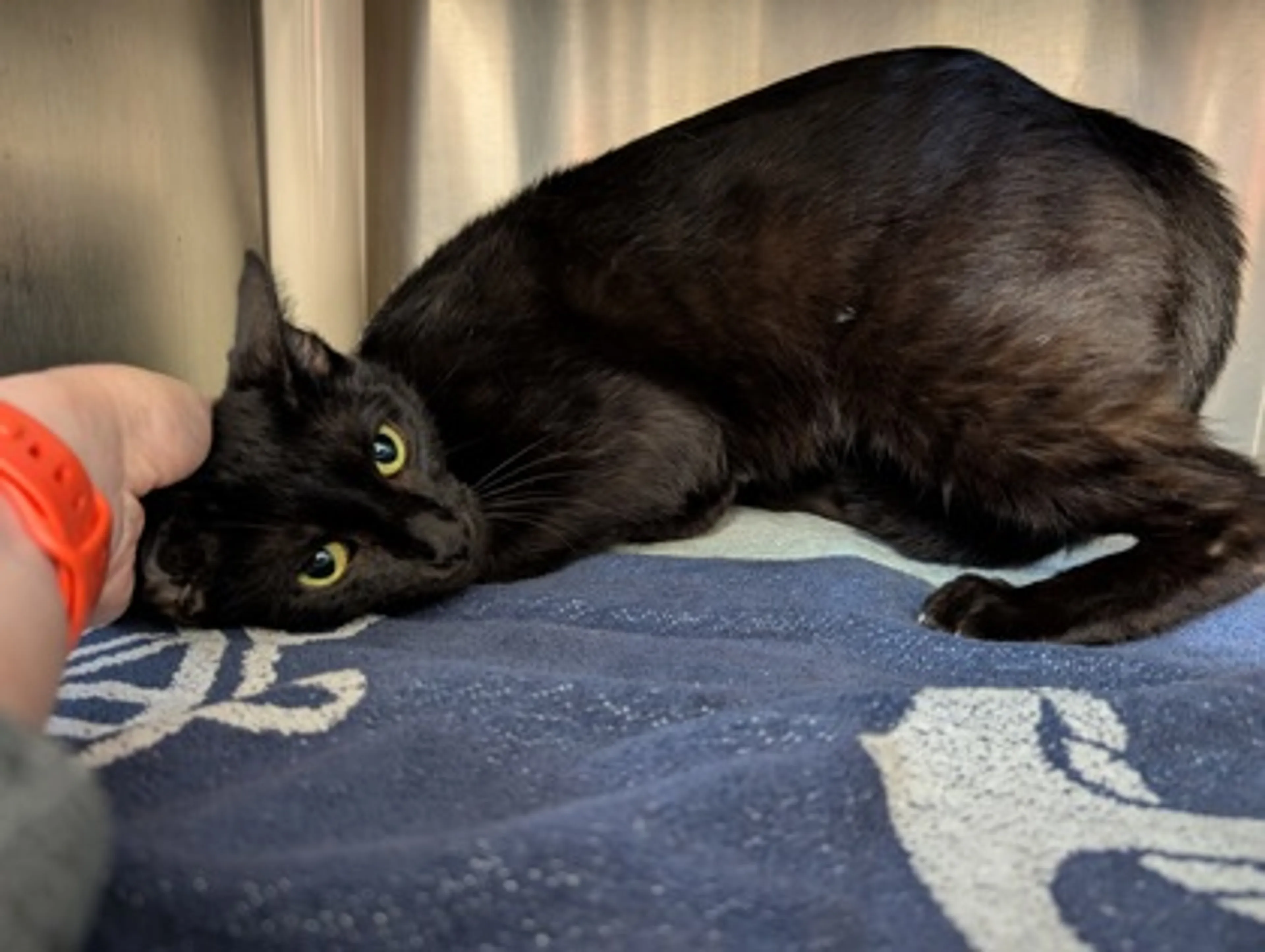 Found pet-0