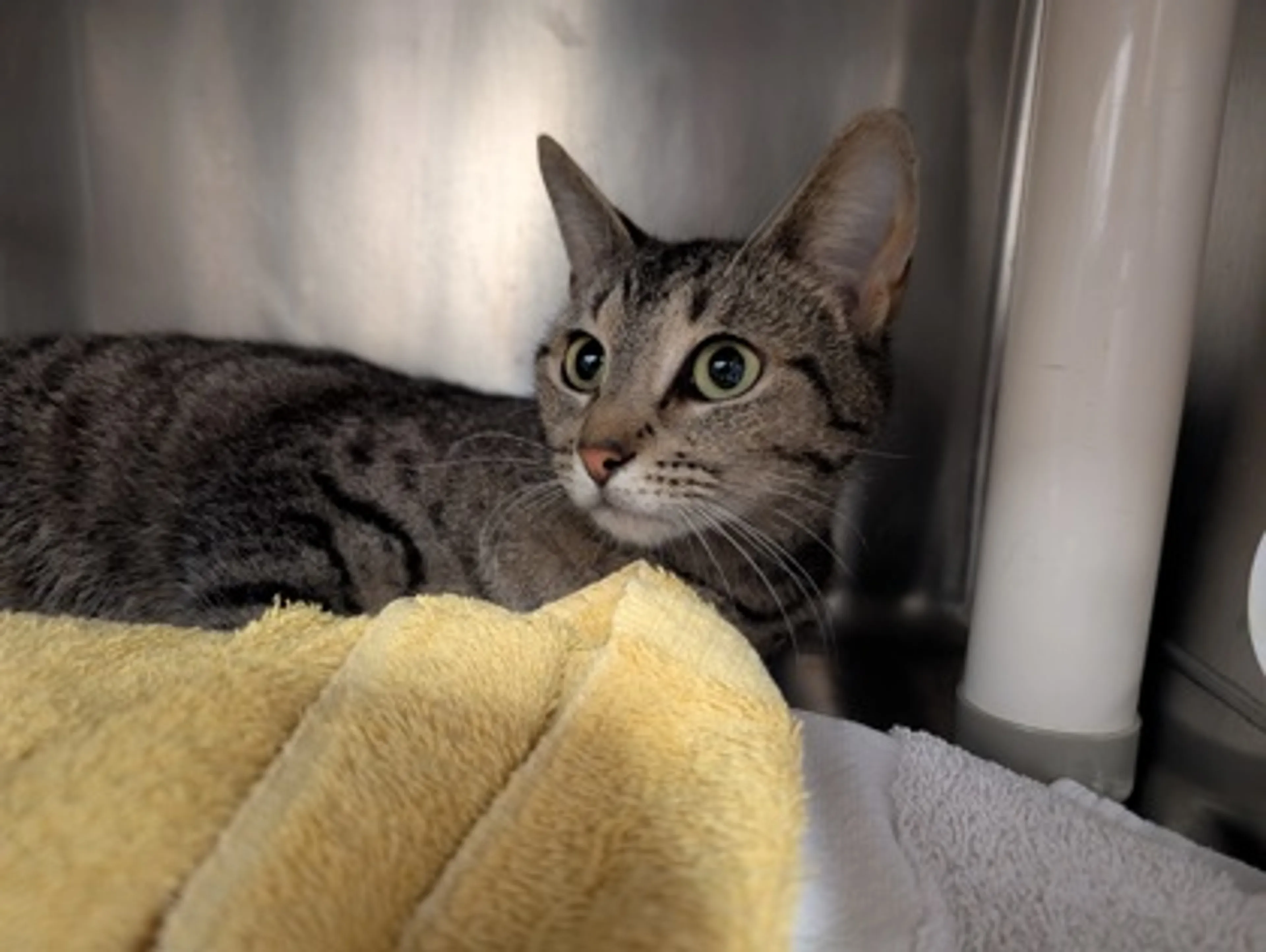 Found pet-1