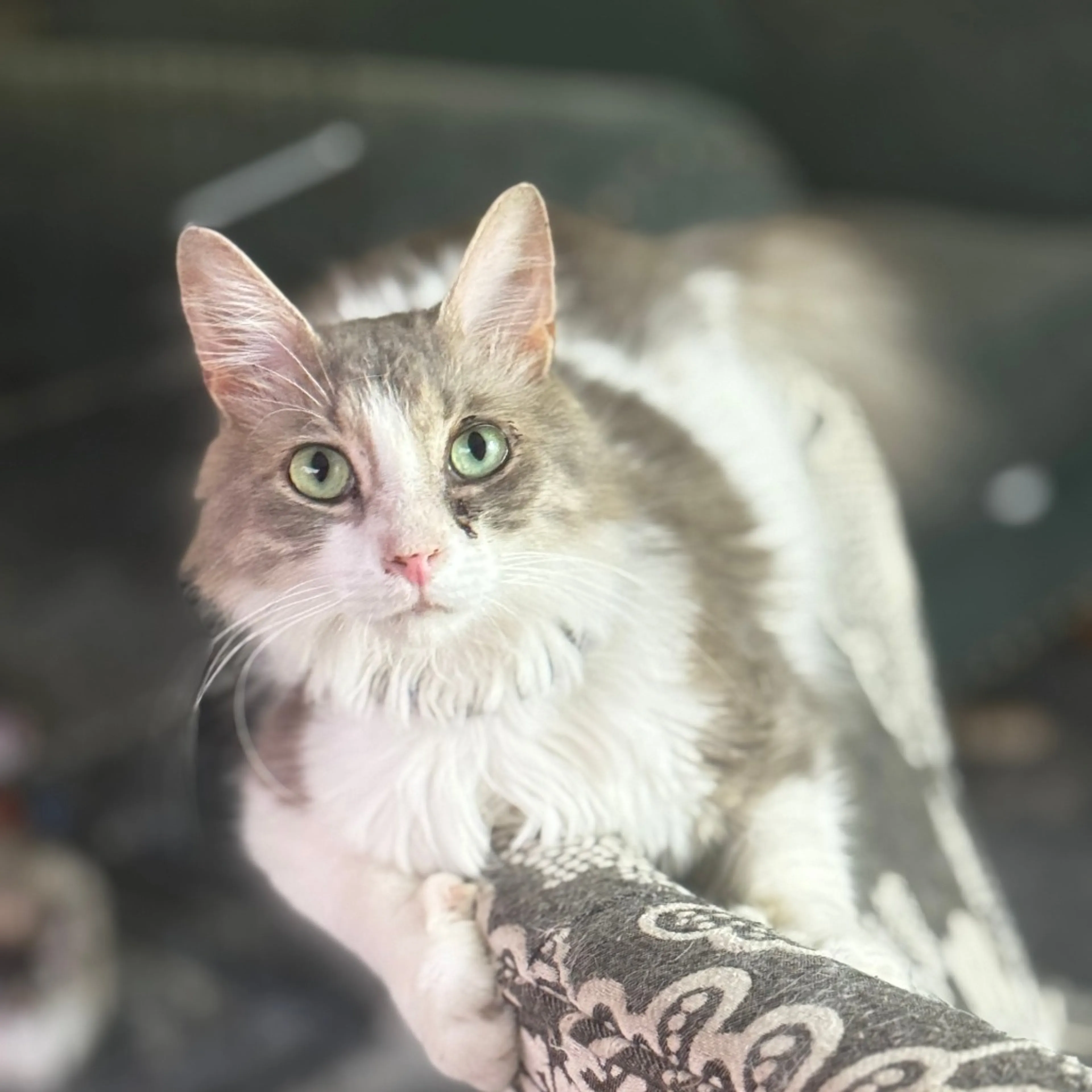 Found pet