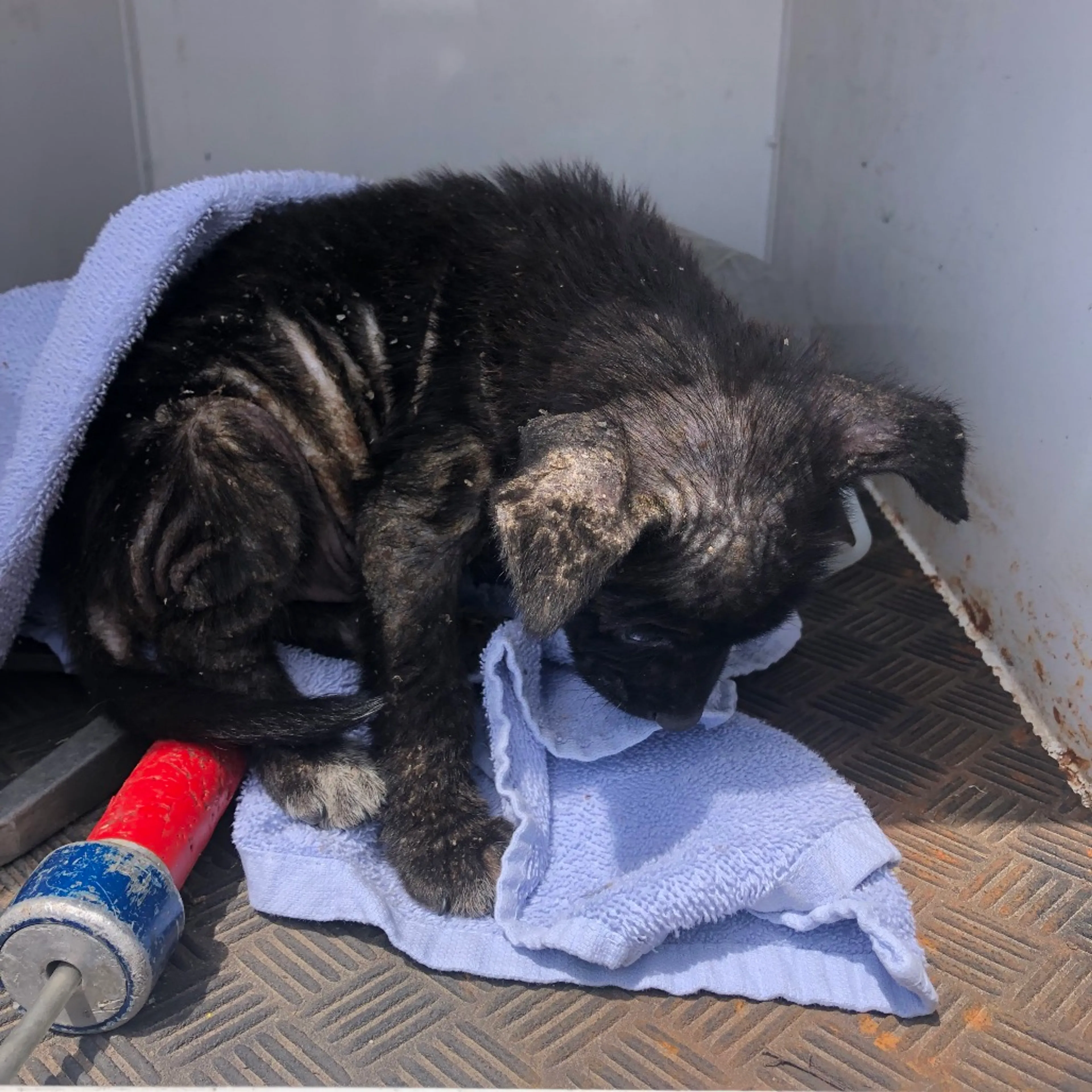 Found pet