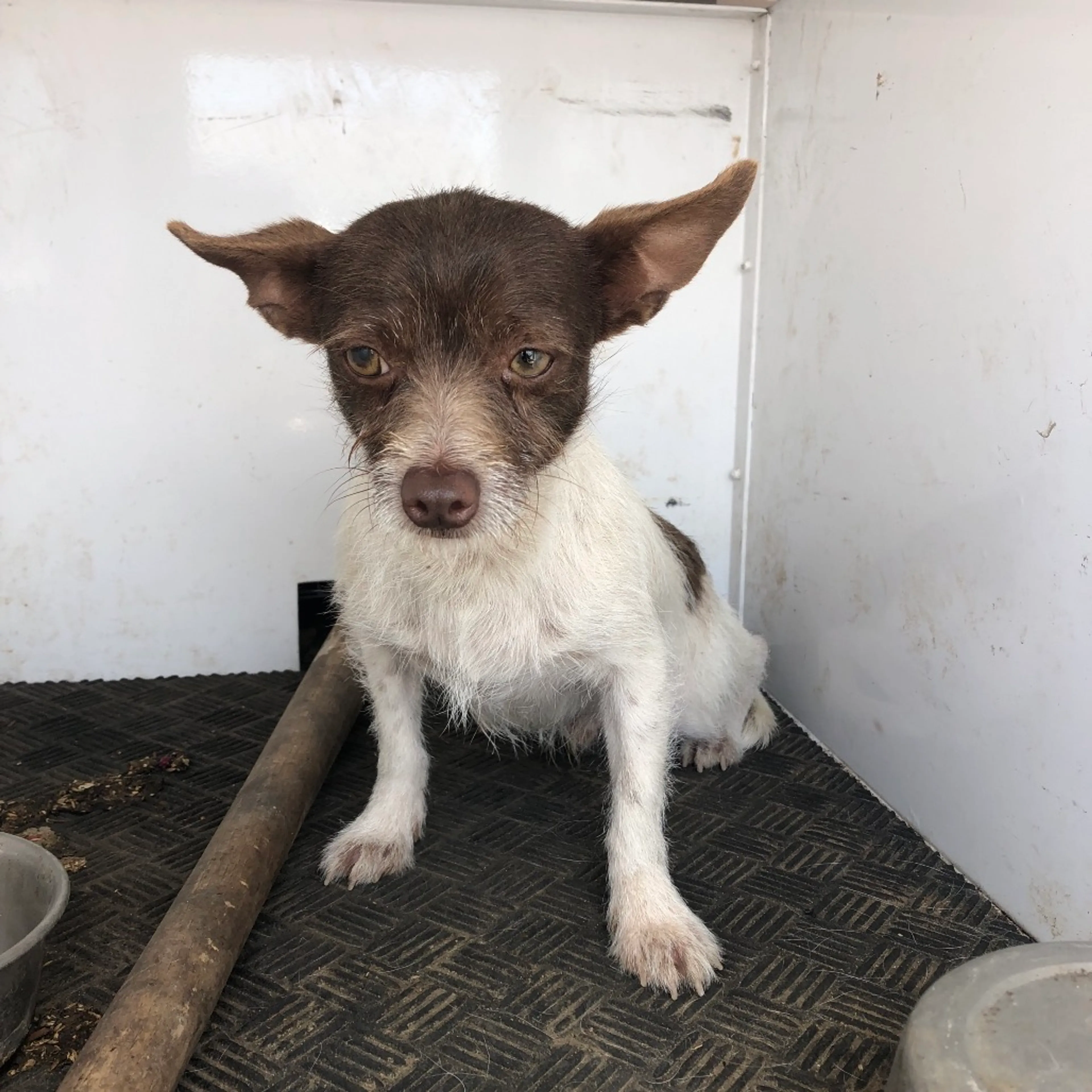 Found pet