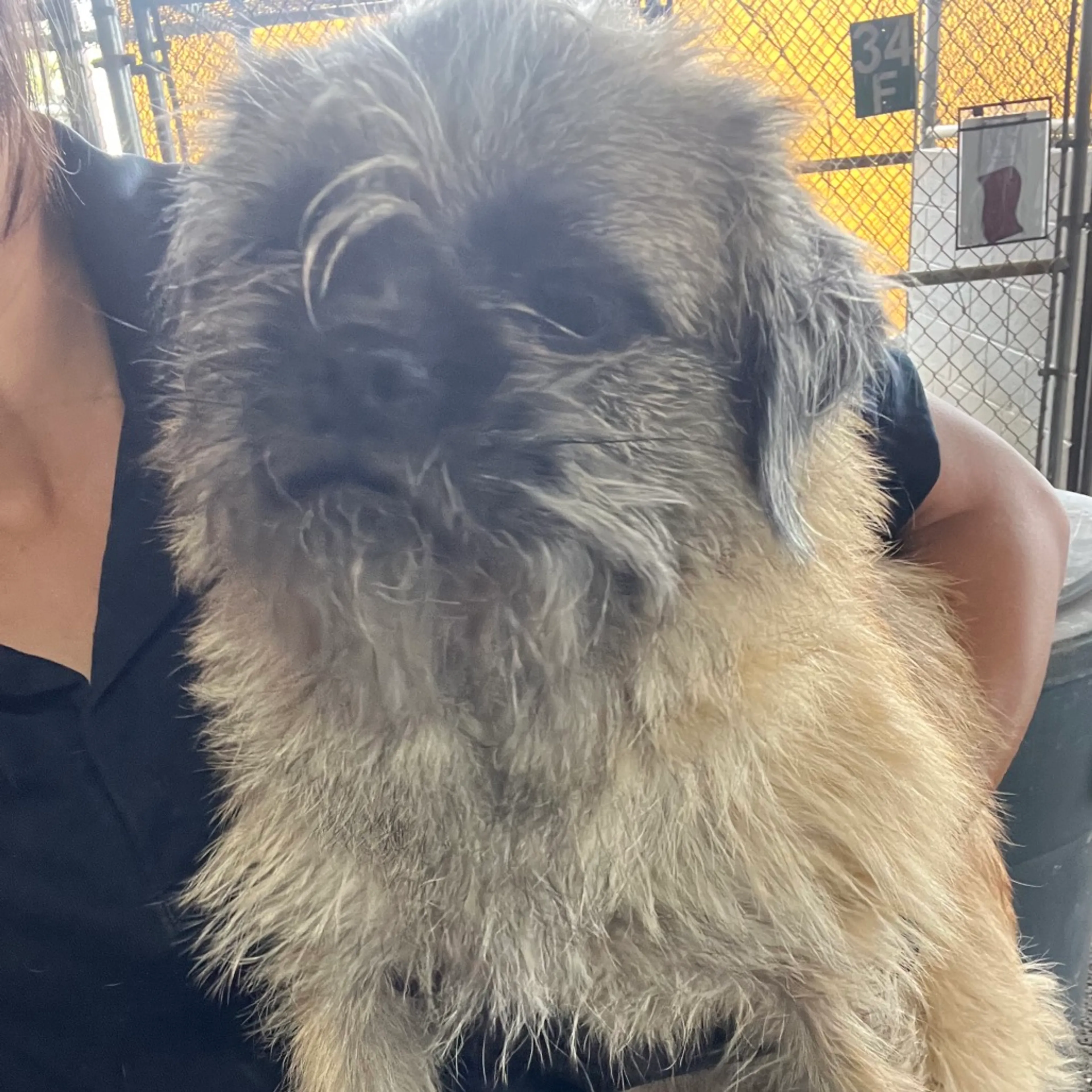 Found pet