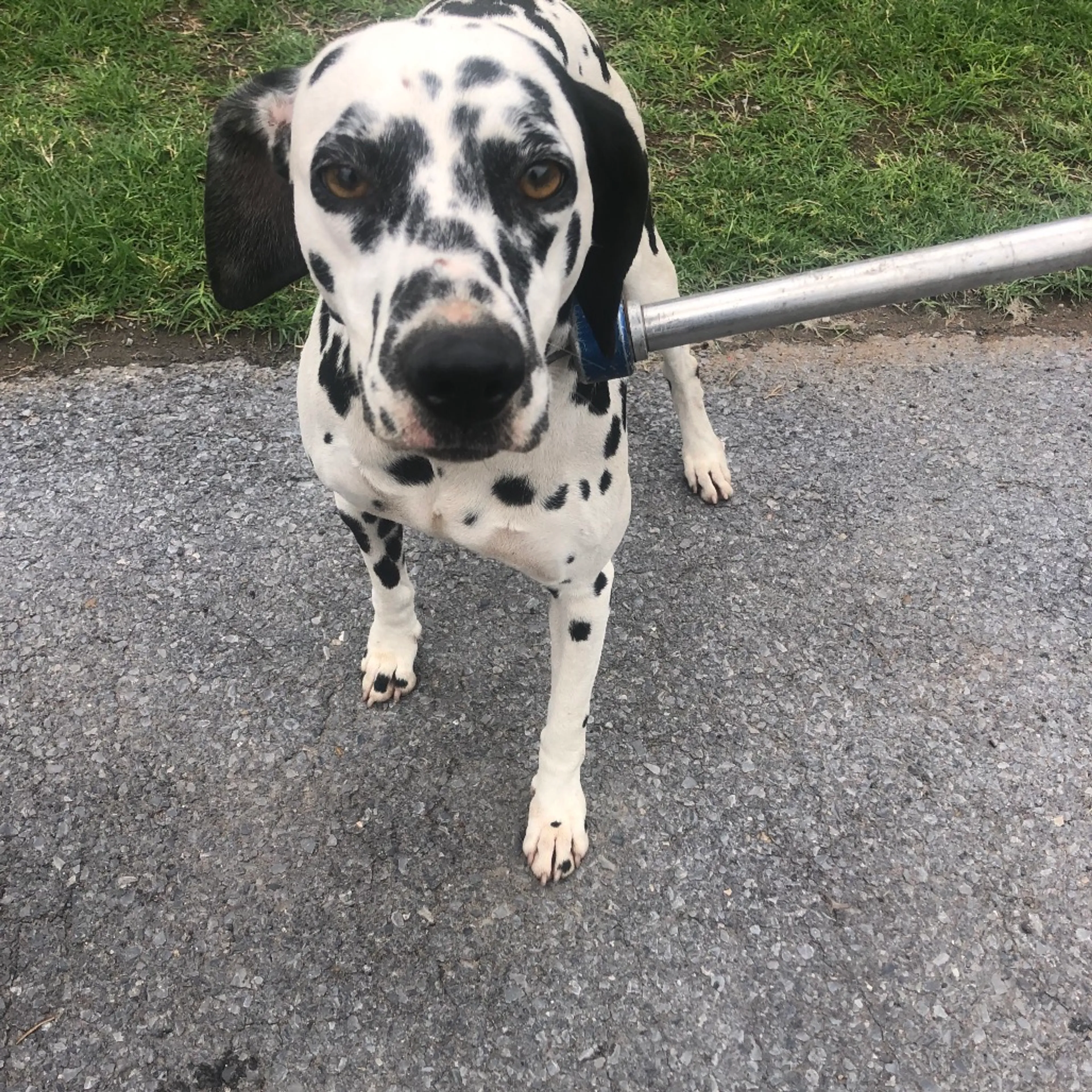 Found pet