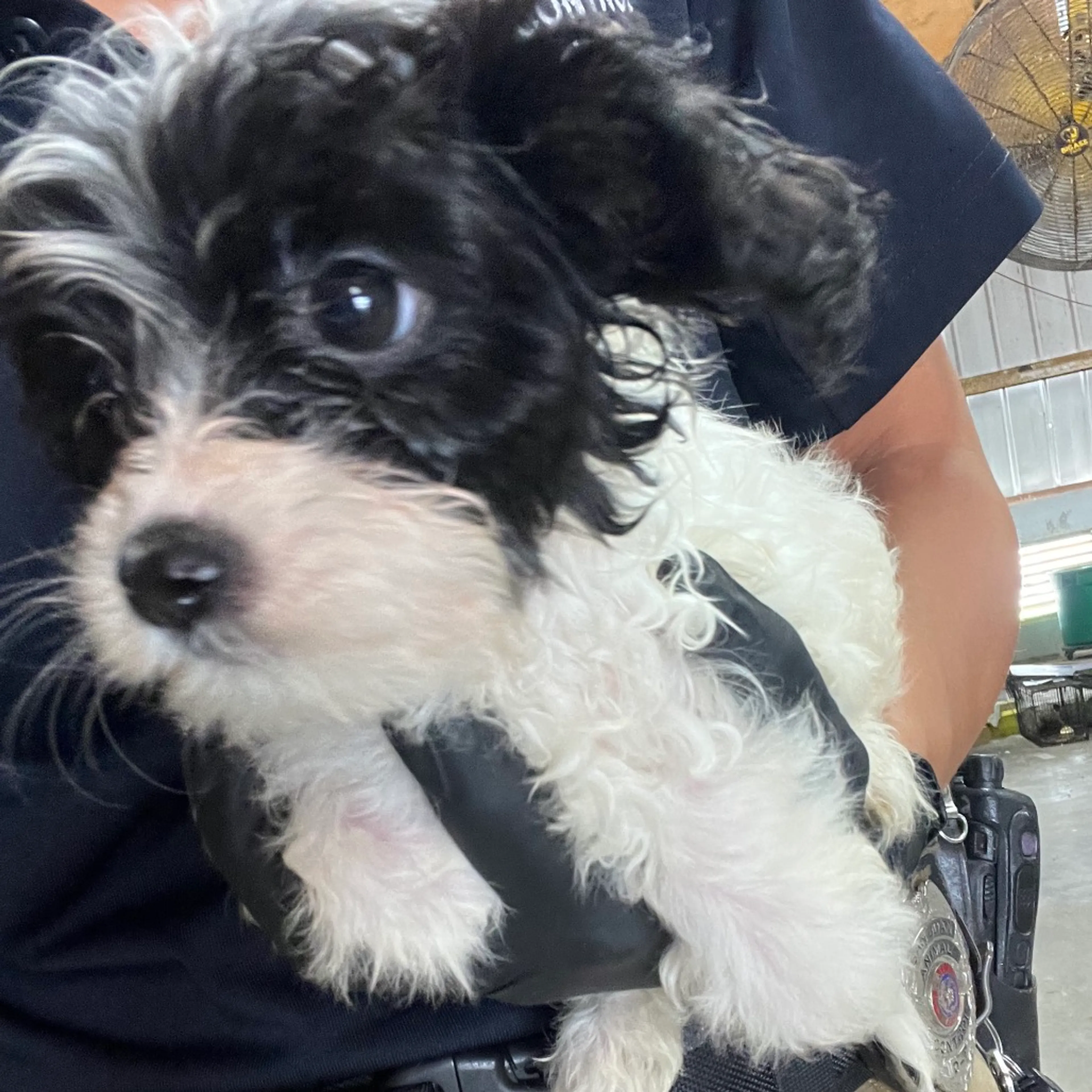 Found pet