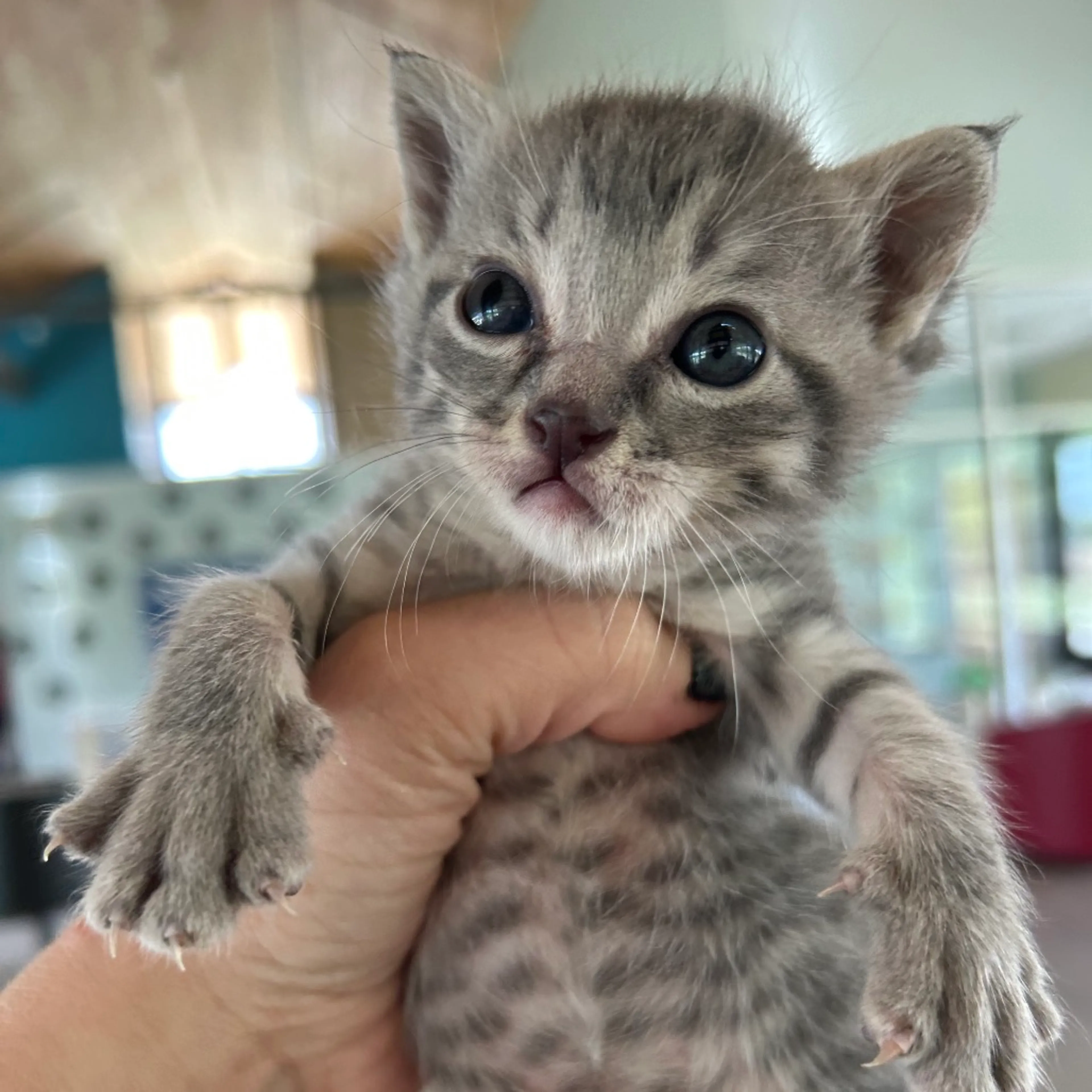 Found pet