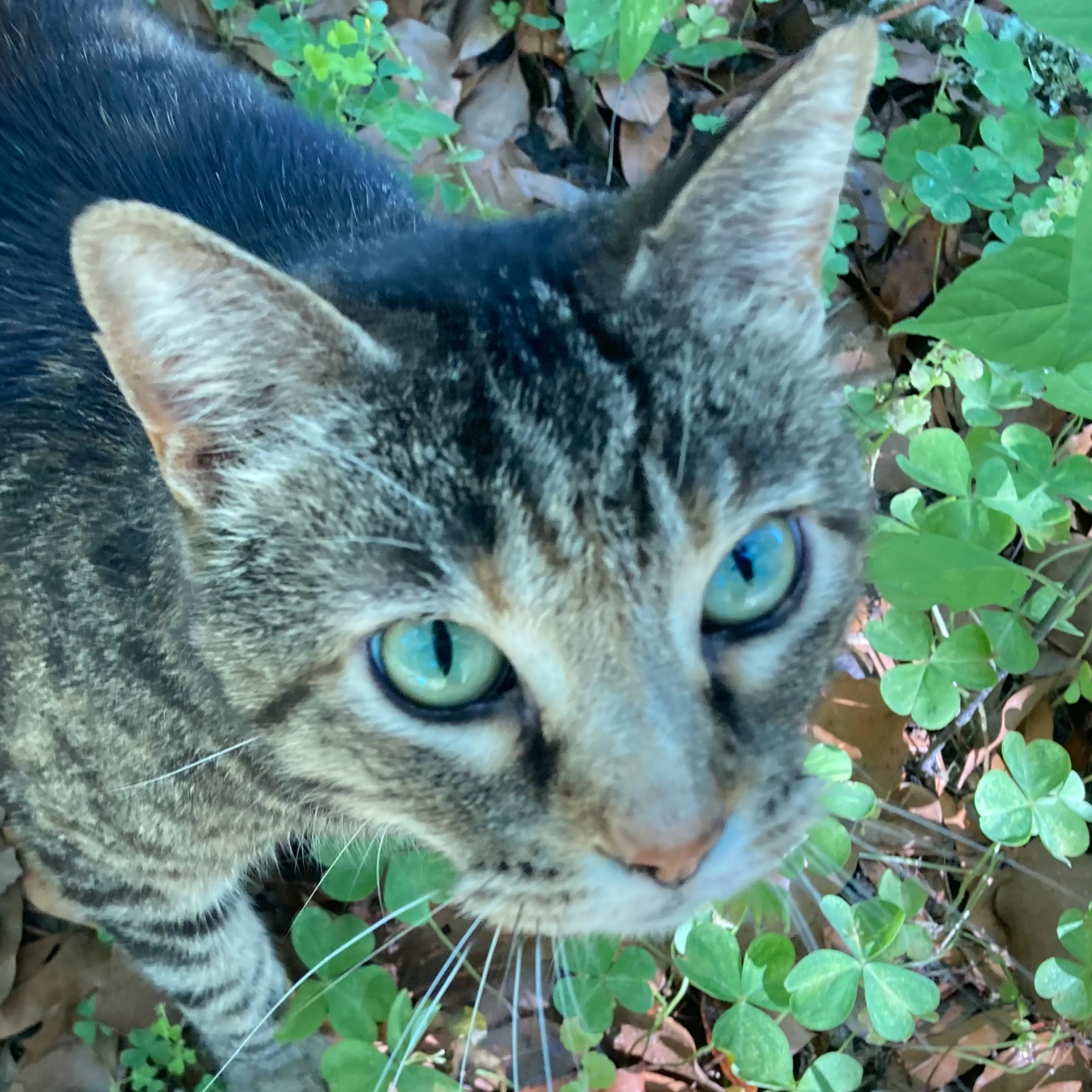 Found pet-1