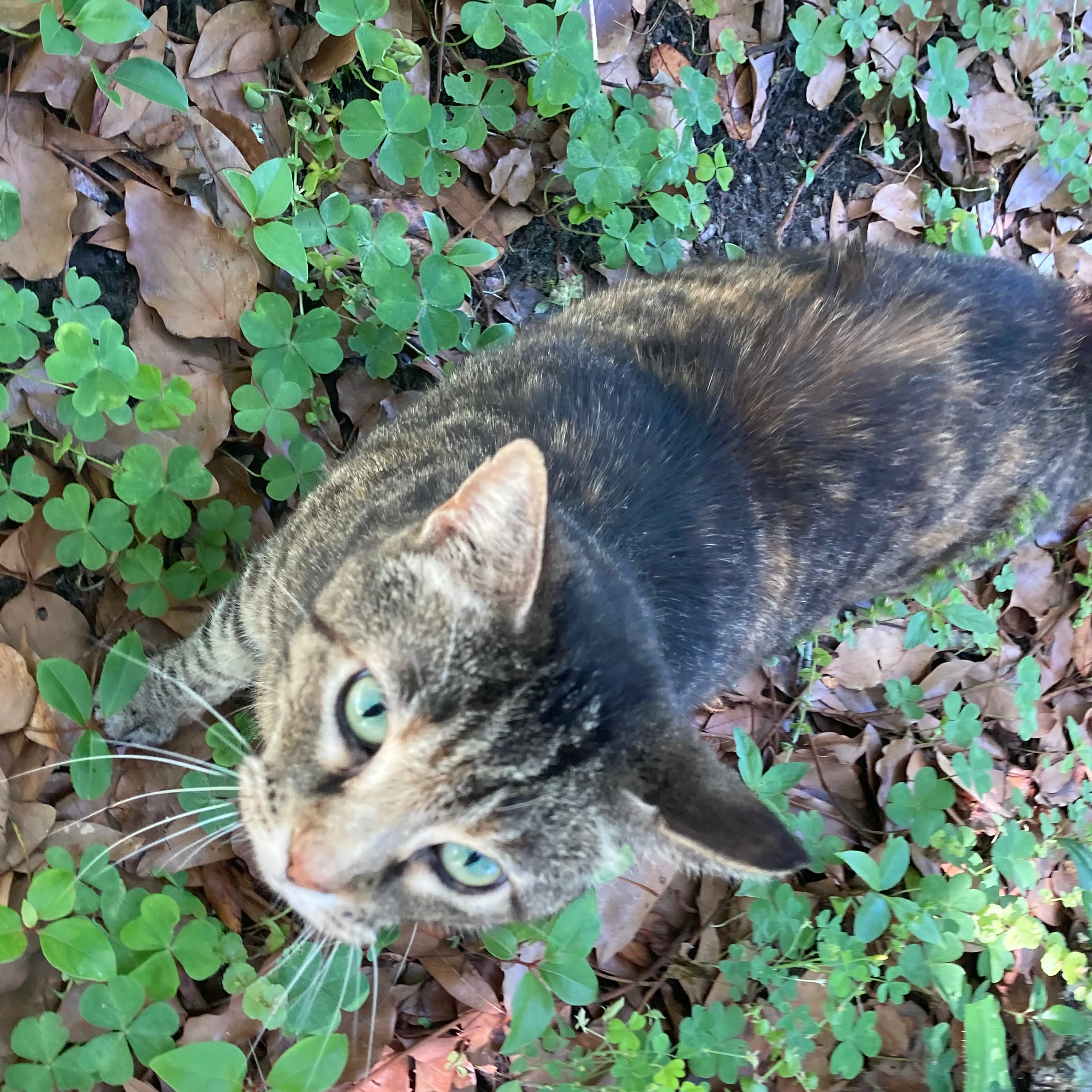 Found pet-3