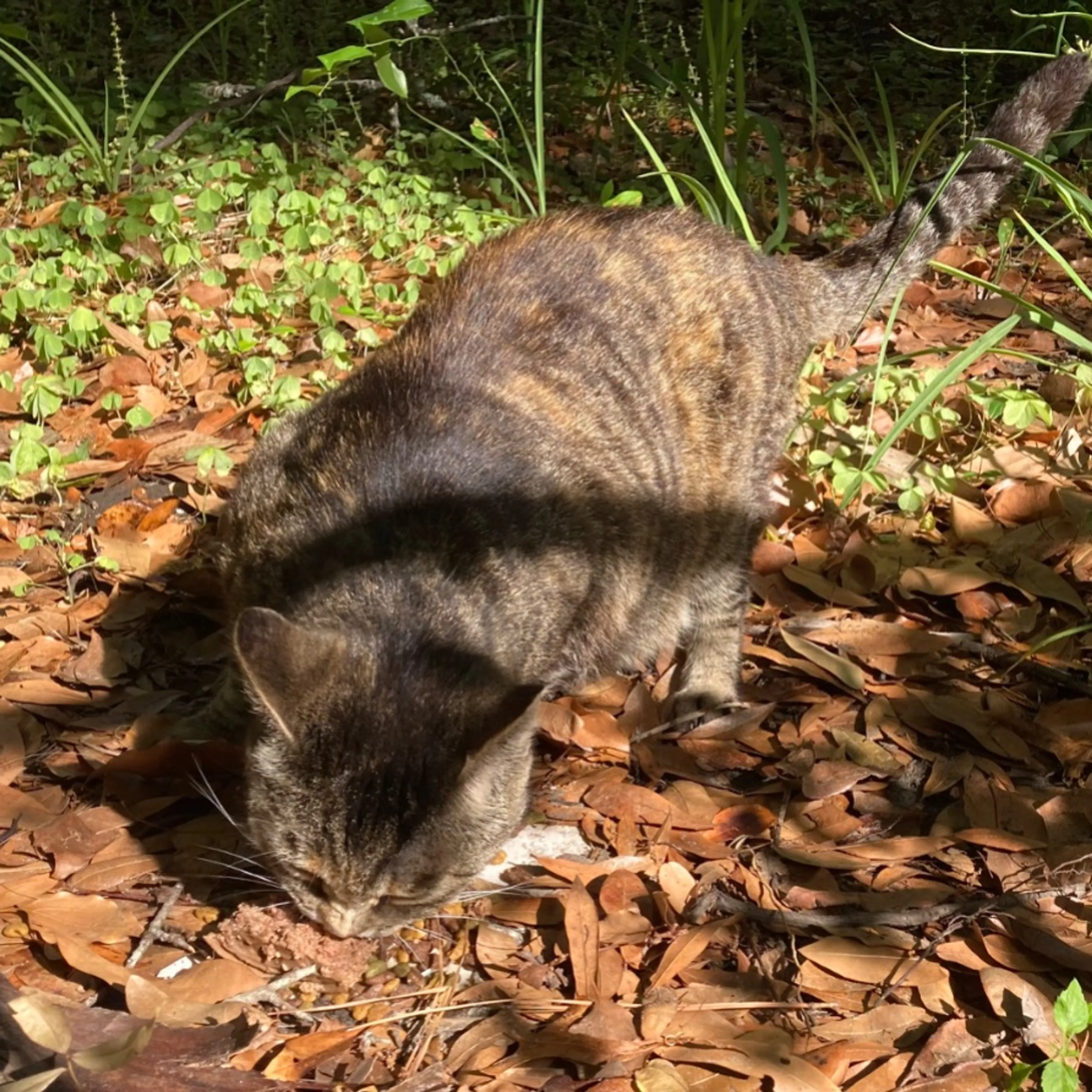 Found pet-0