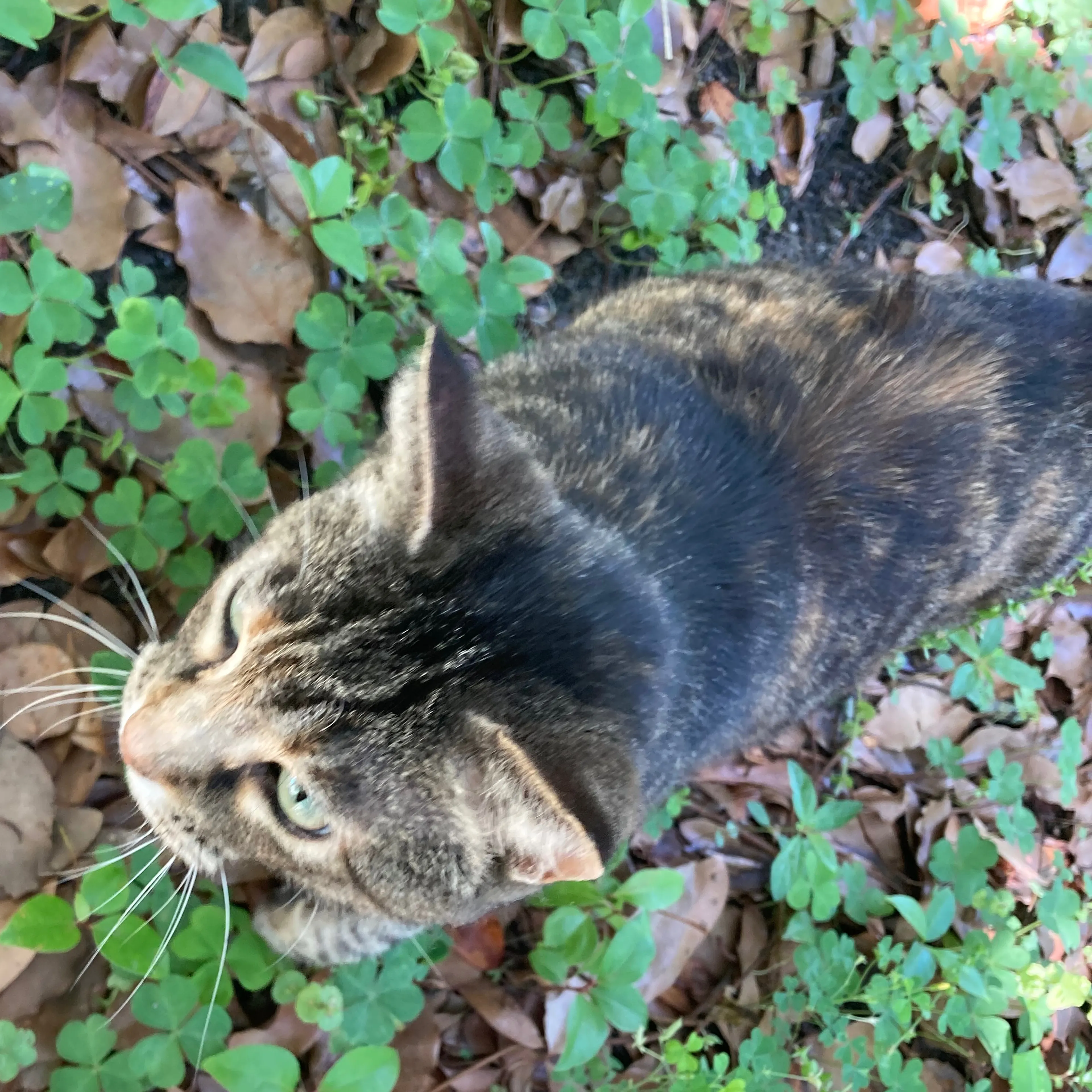 Found pet-2