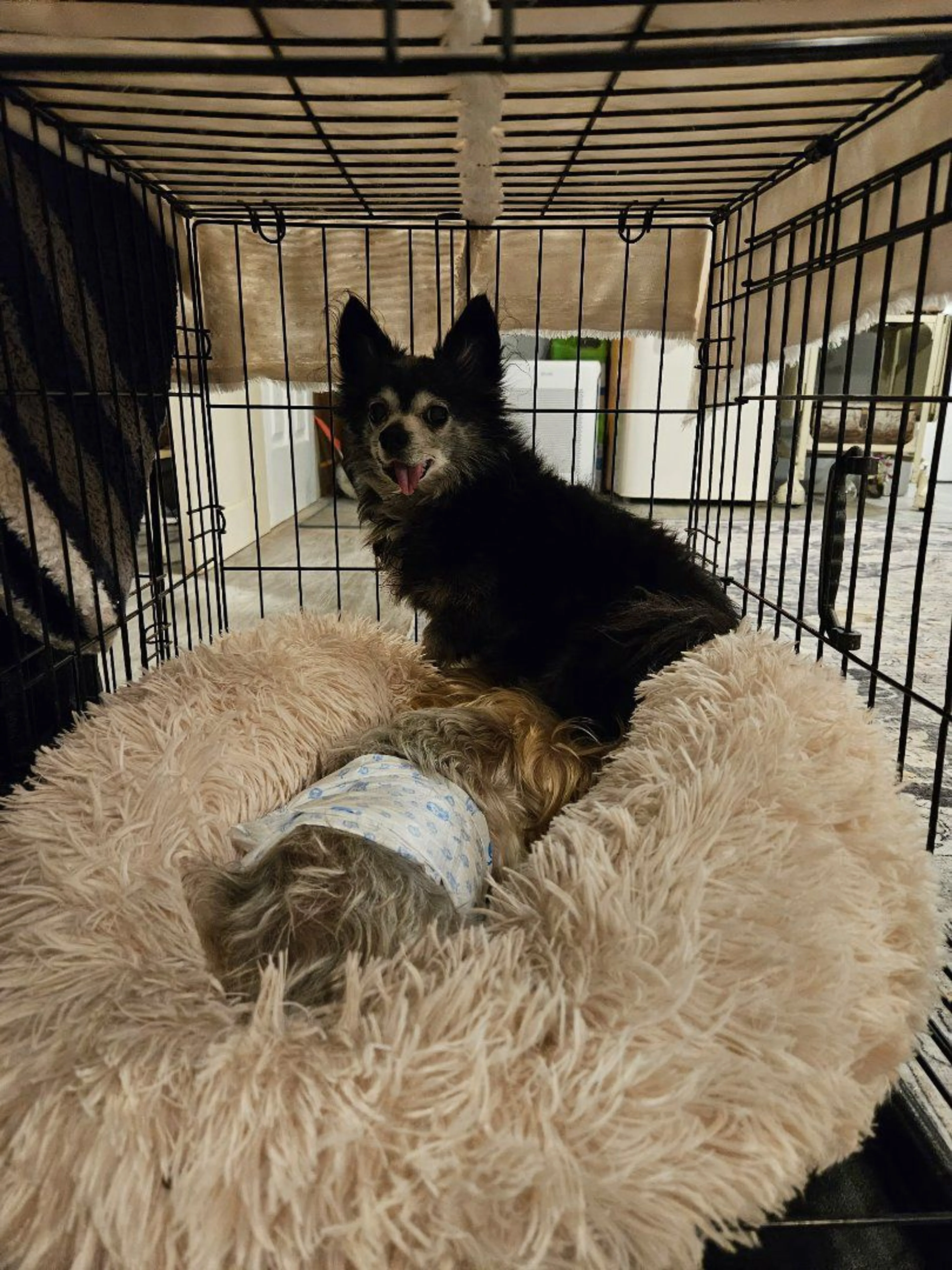 Lost pet