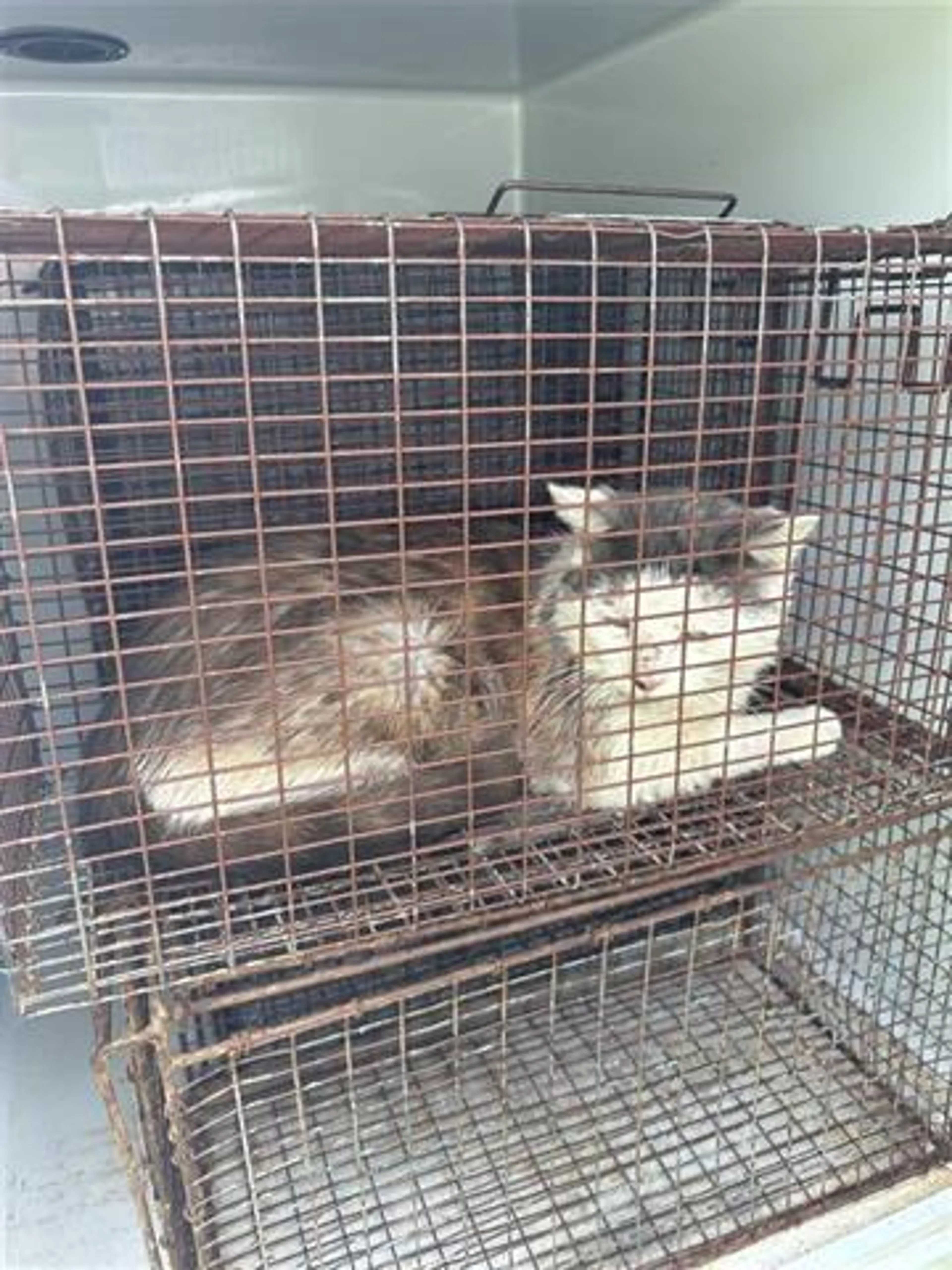 Found pet