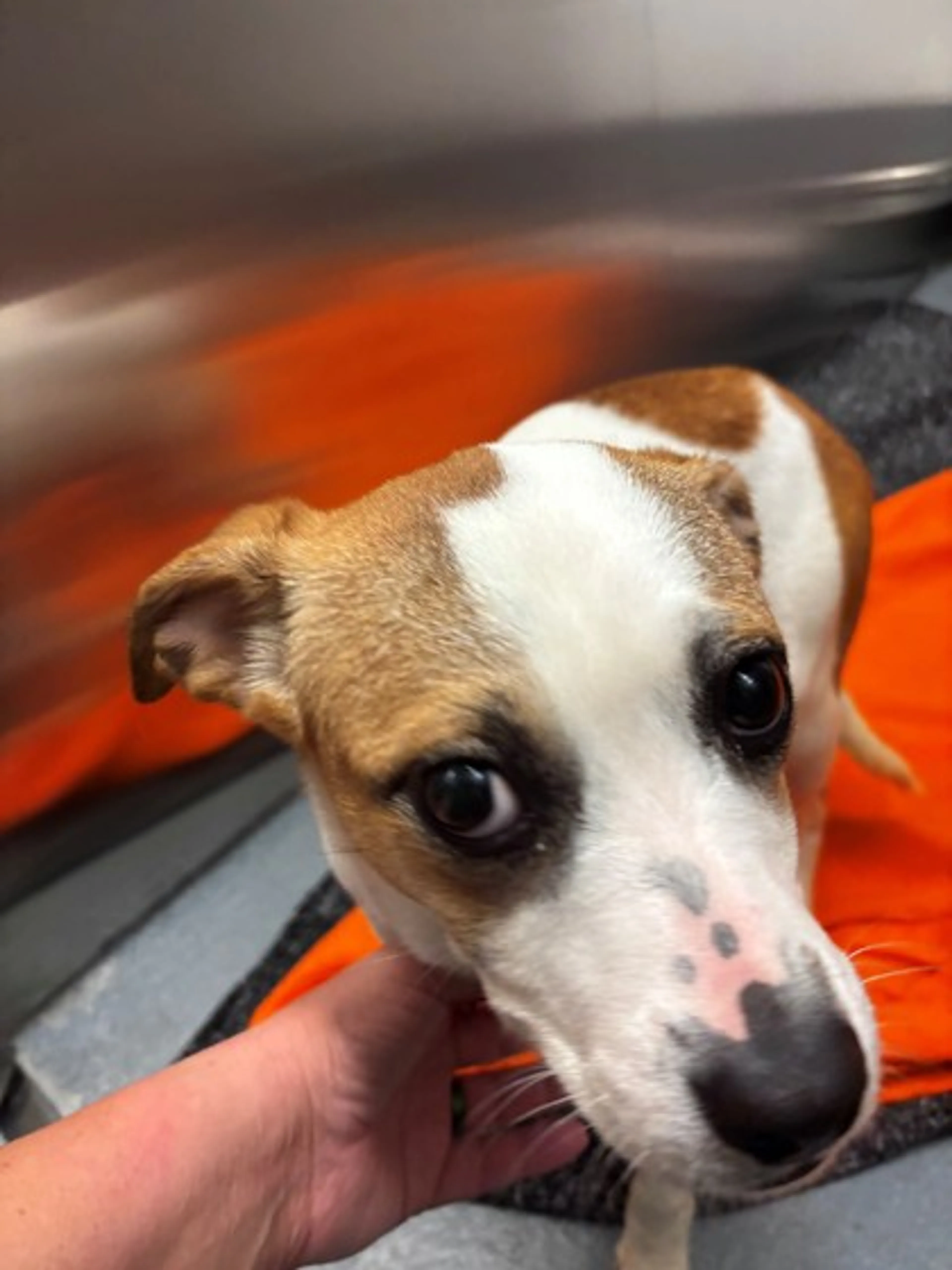 Found pet-1