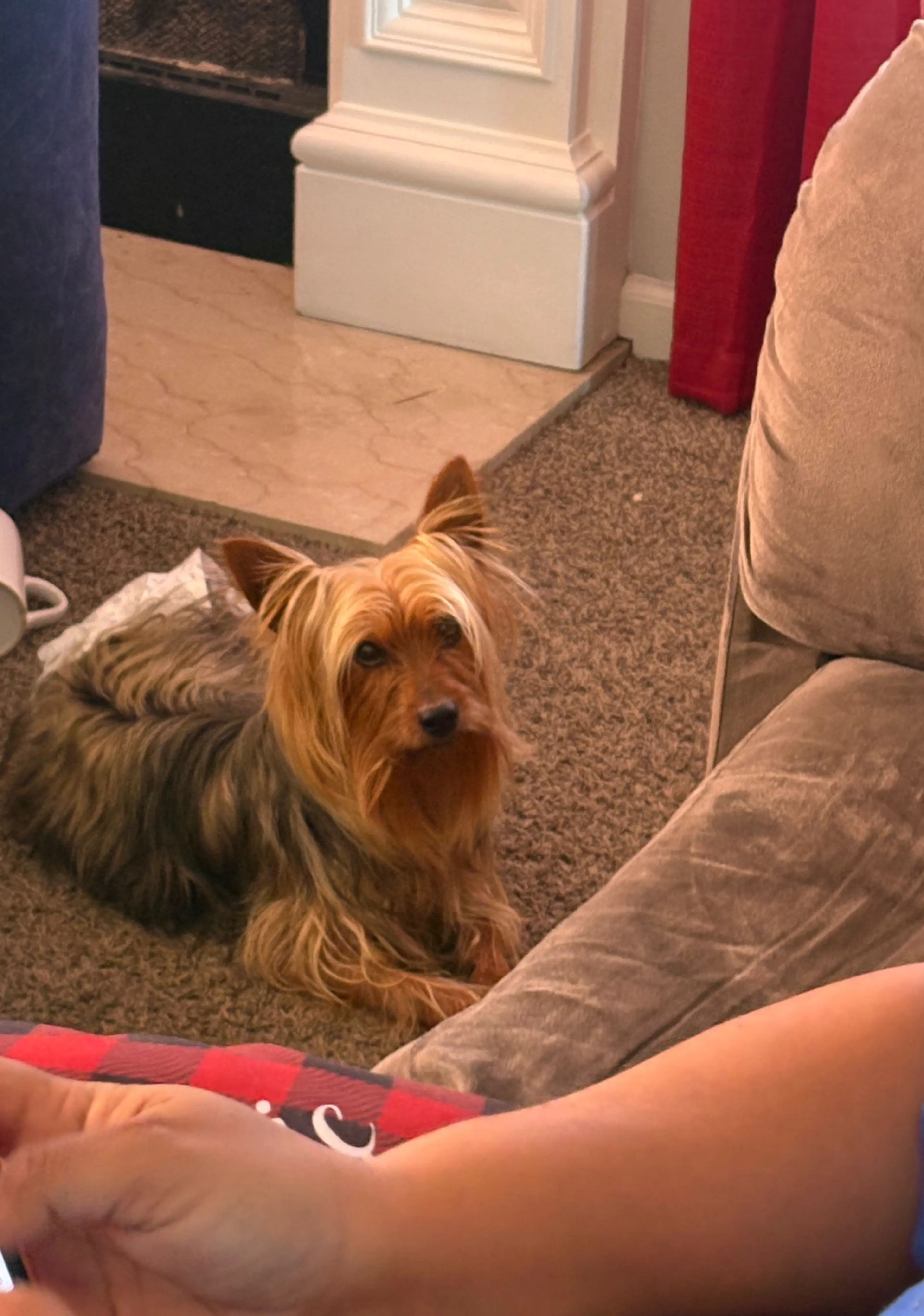 Lost pet