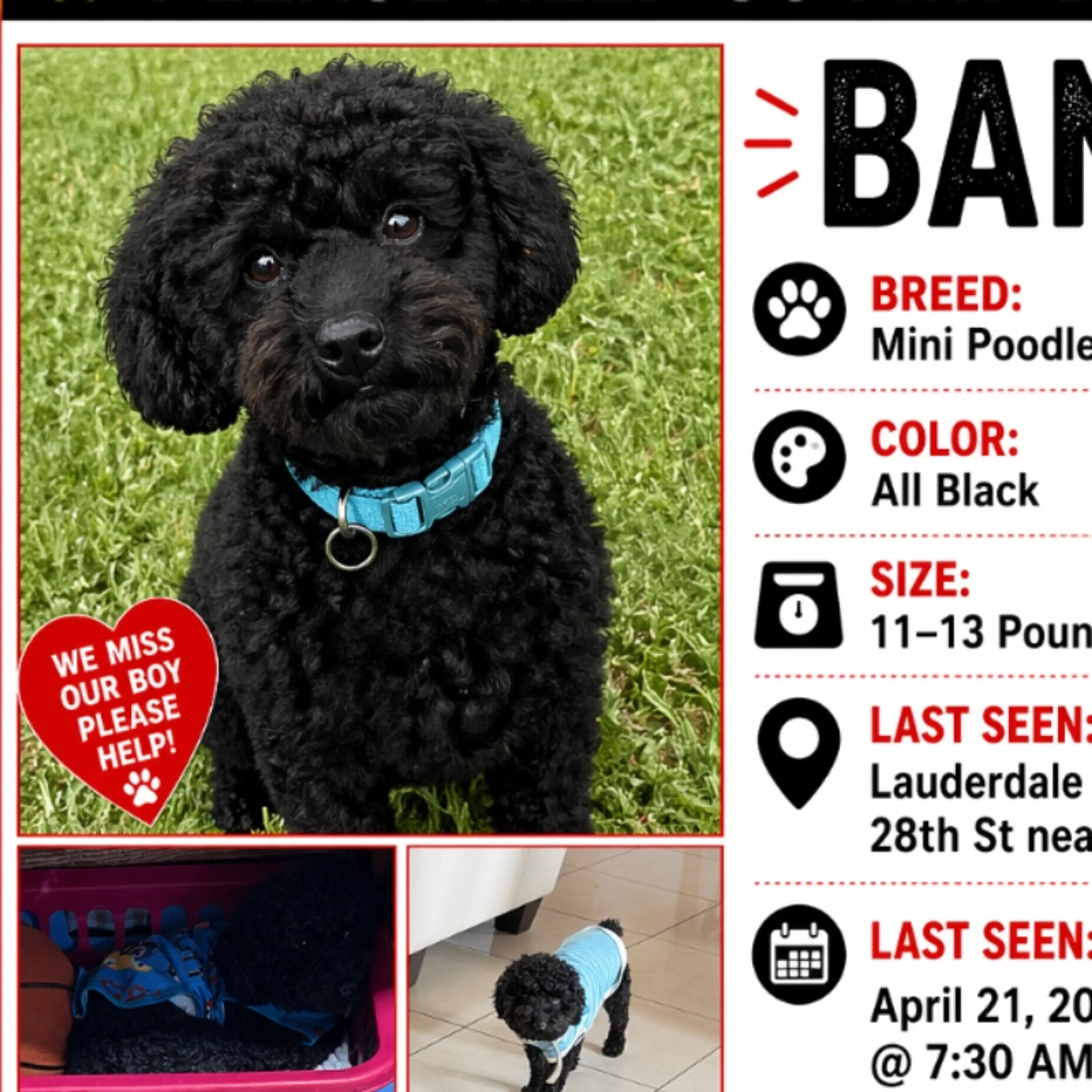 Lost pet