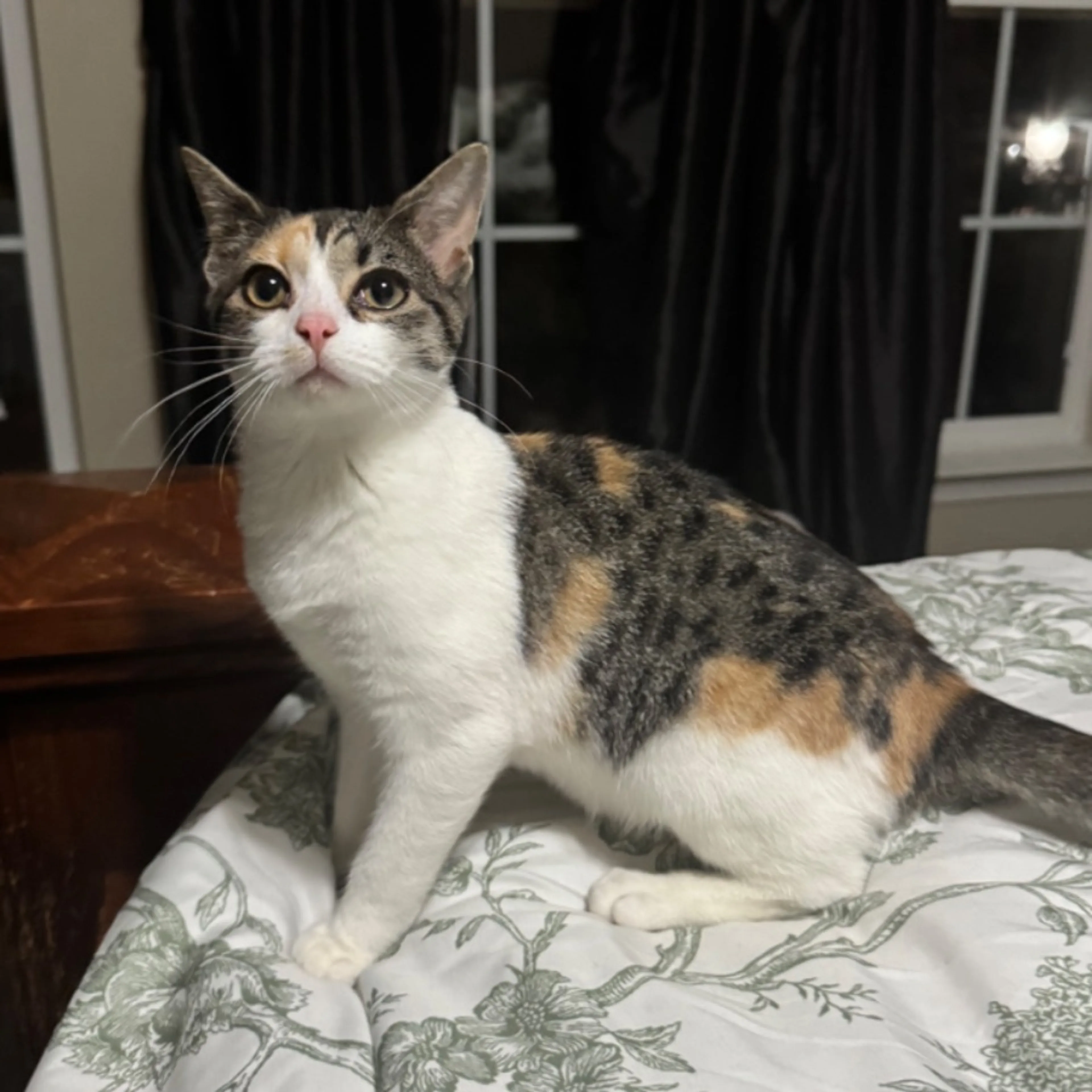 Found pet