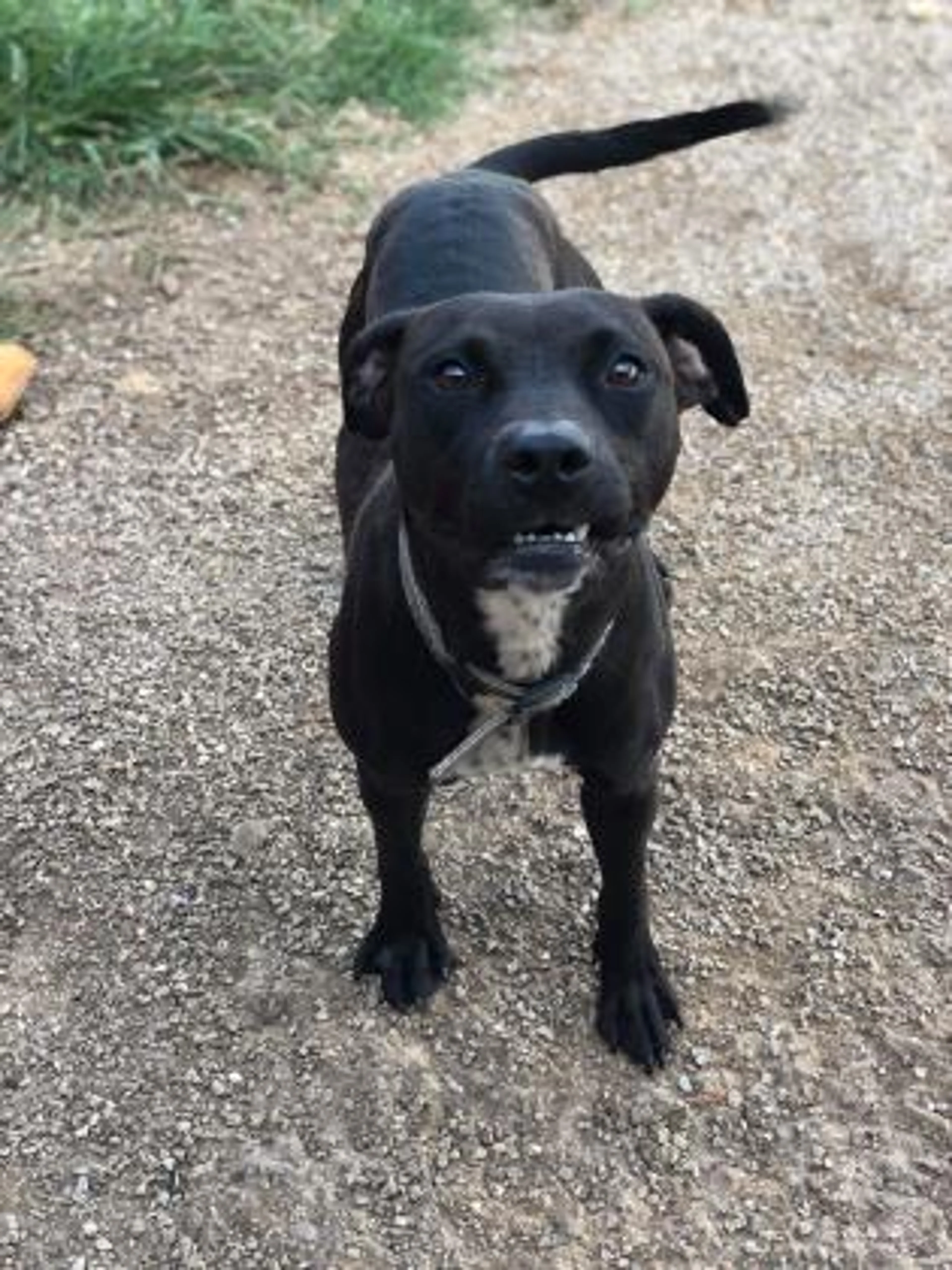 Found pet-2