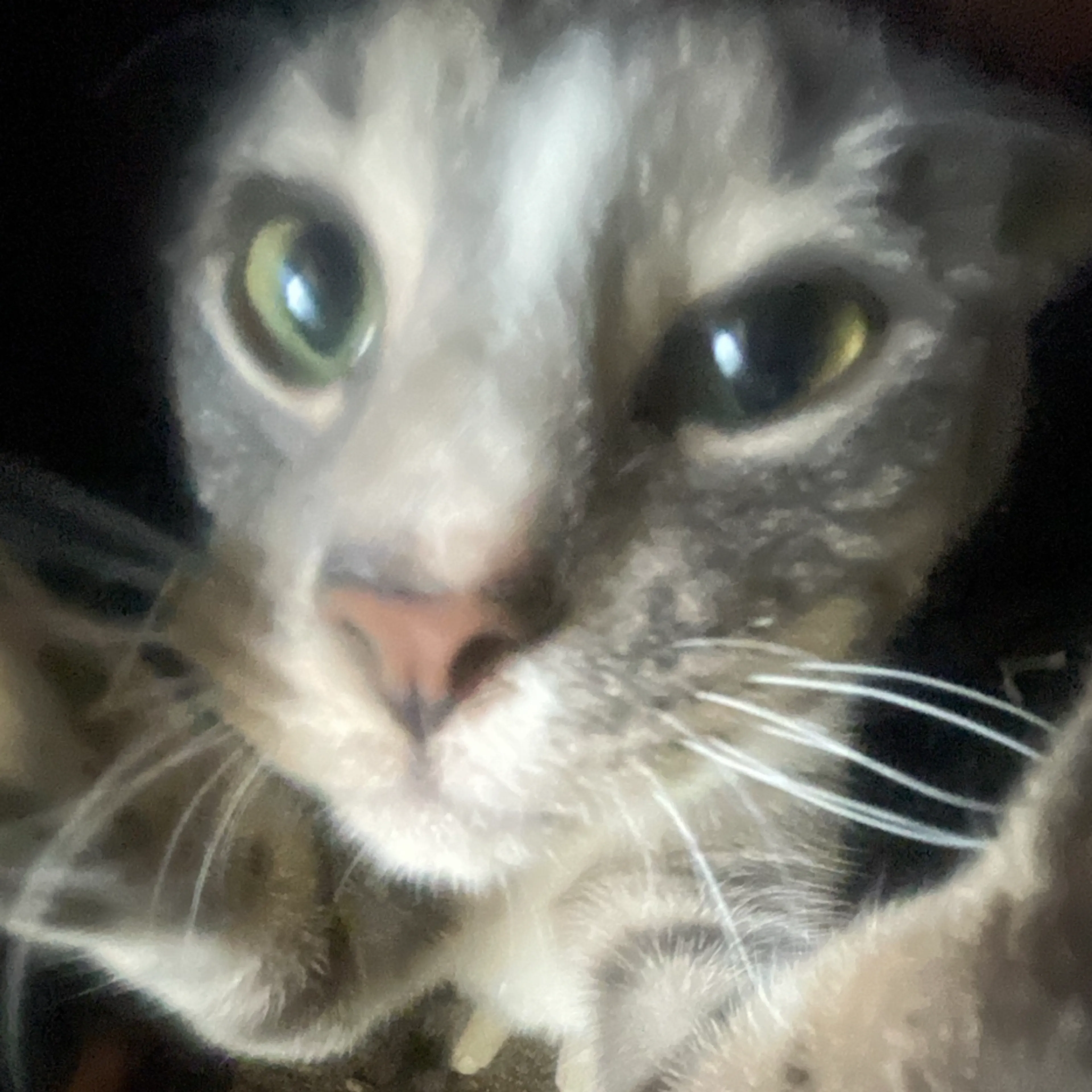 Lost pet-3