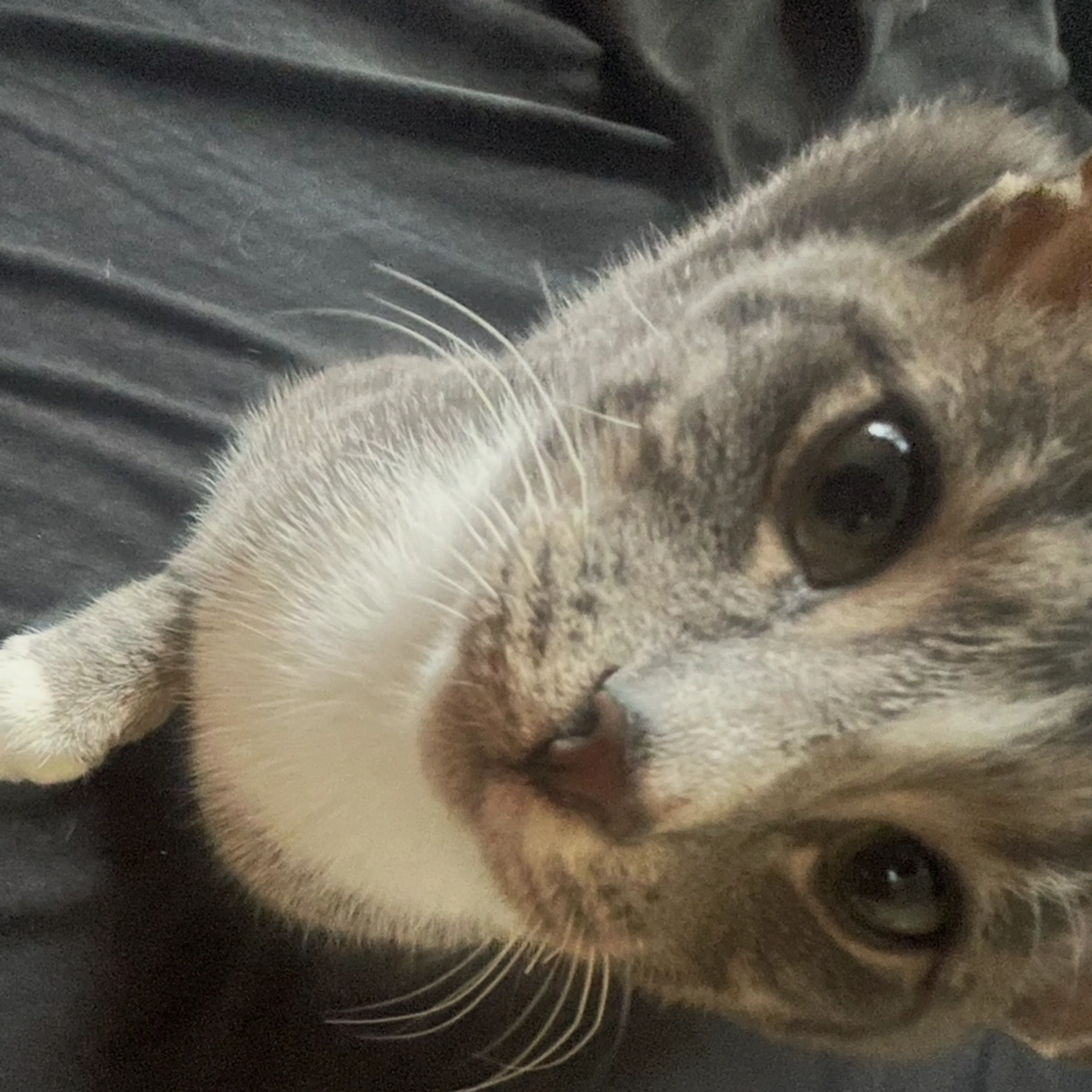 Lost pet-2