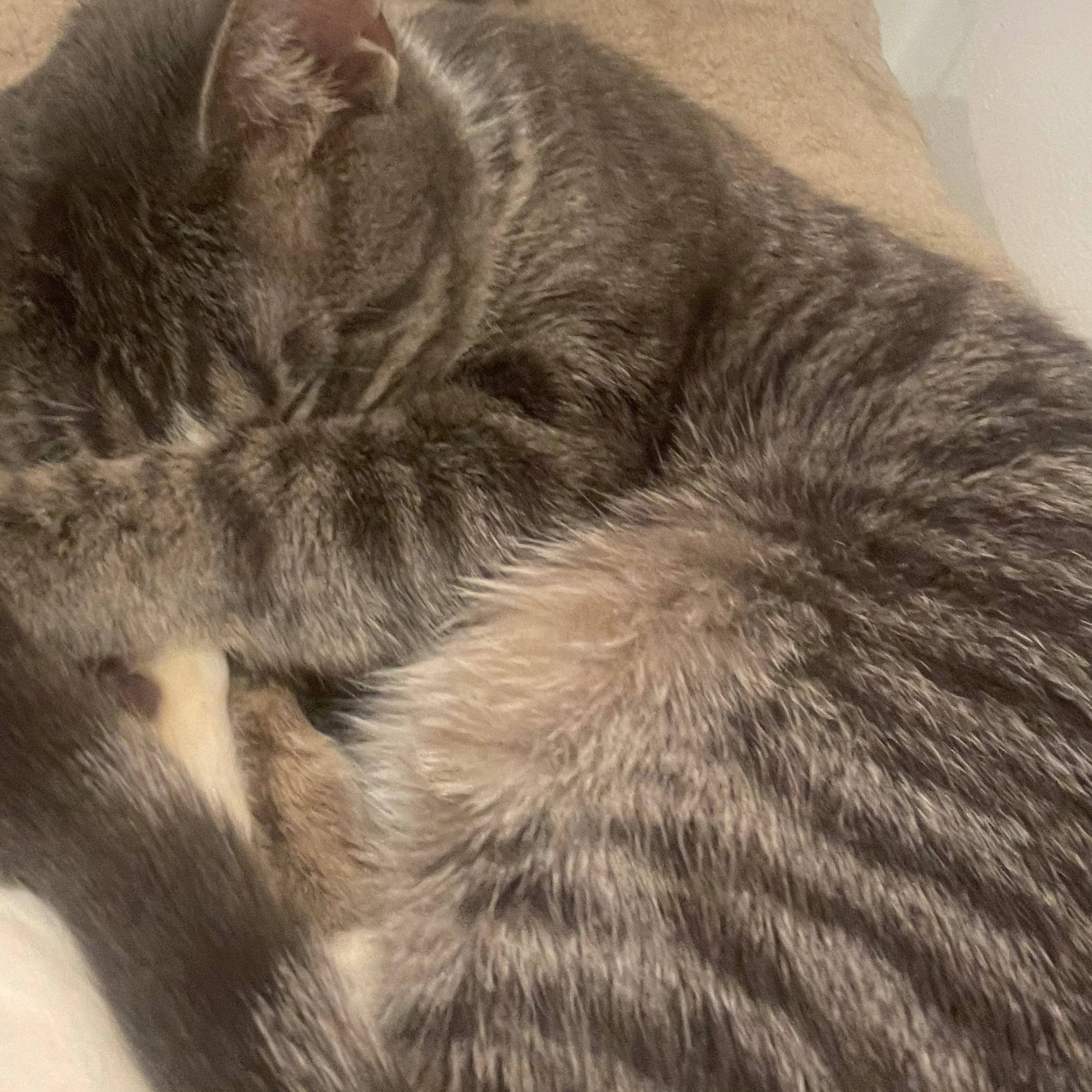 Lost pet-1