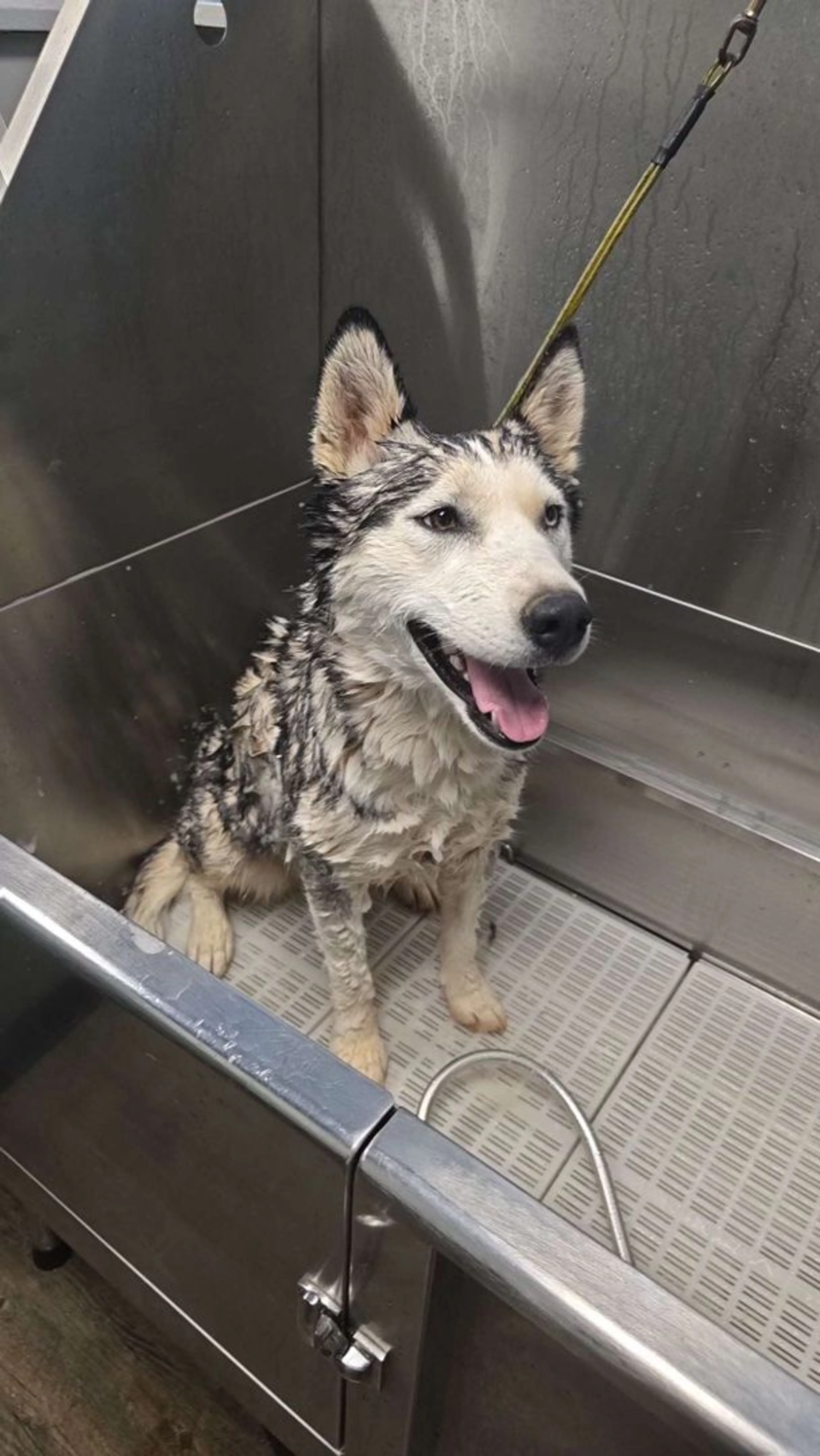 Lost pet-1