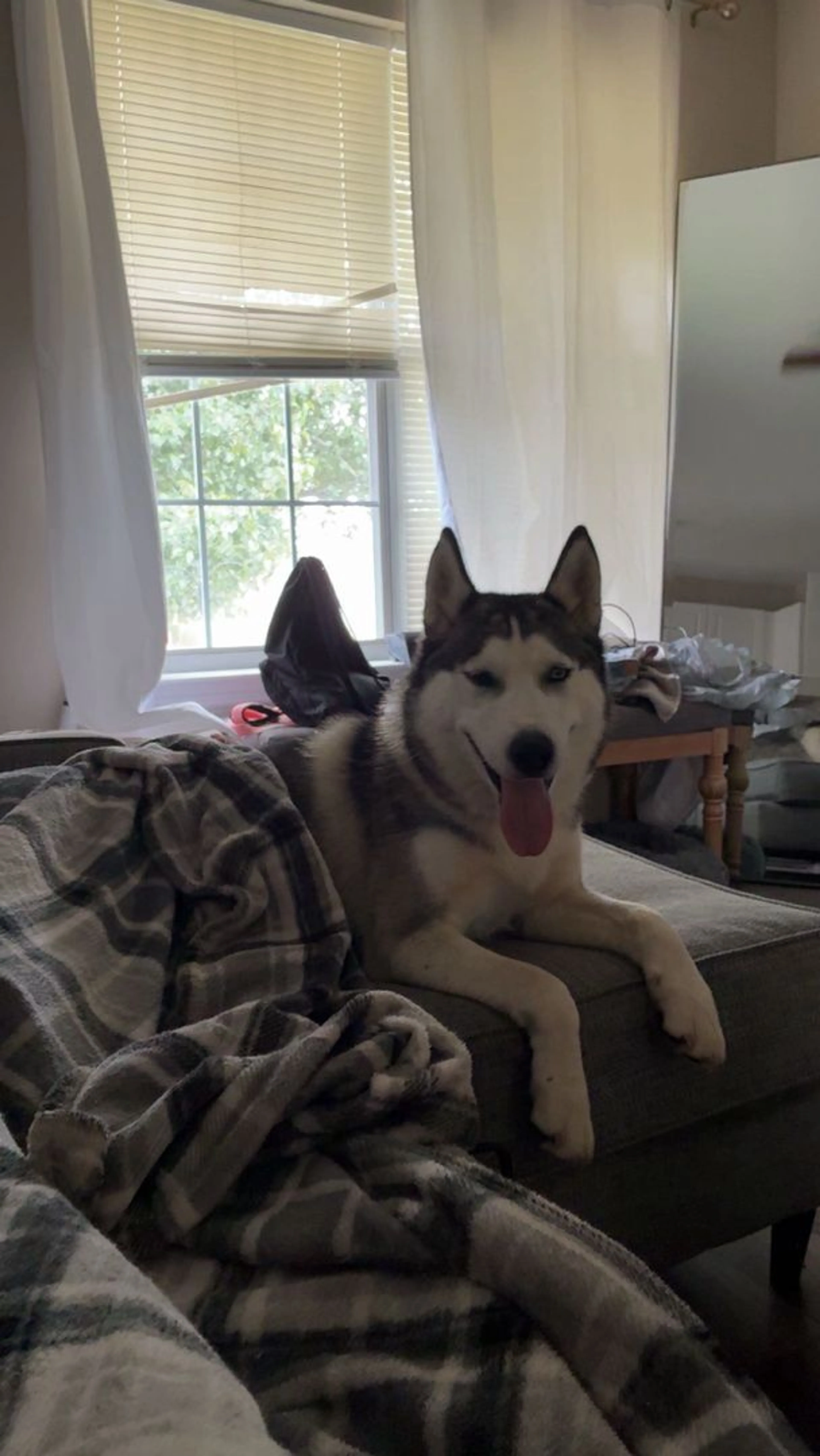 Lost pet-0
