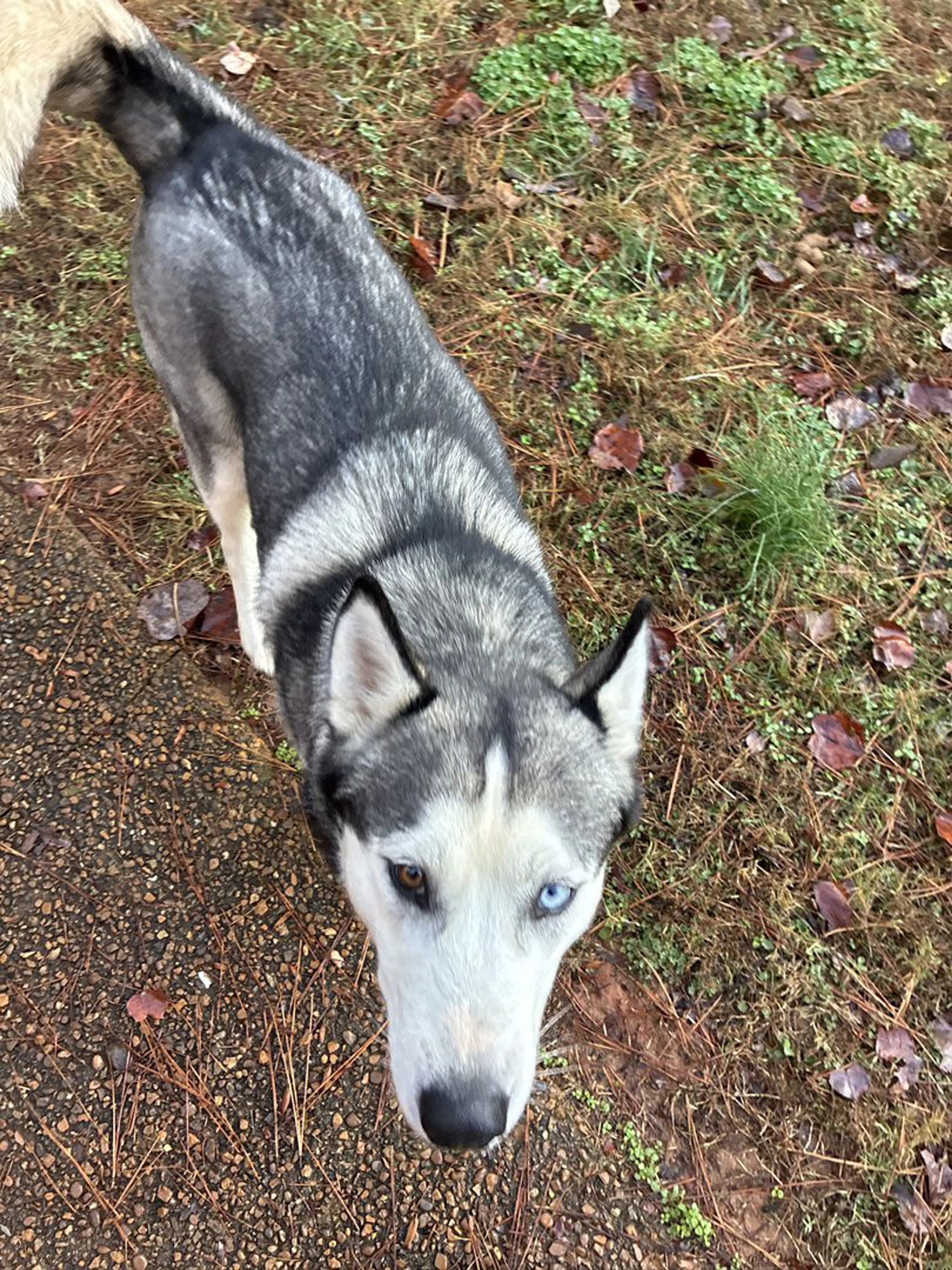 Lost pet-2