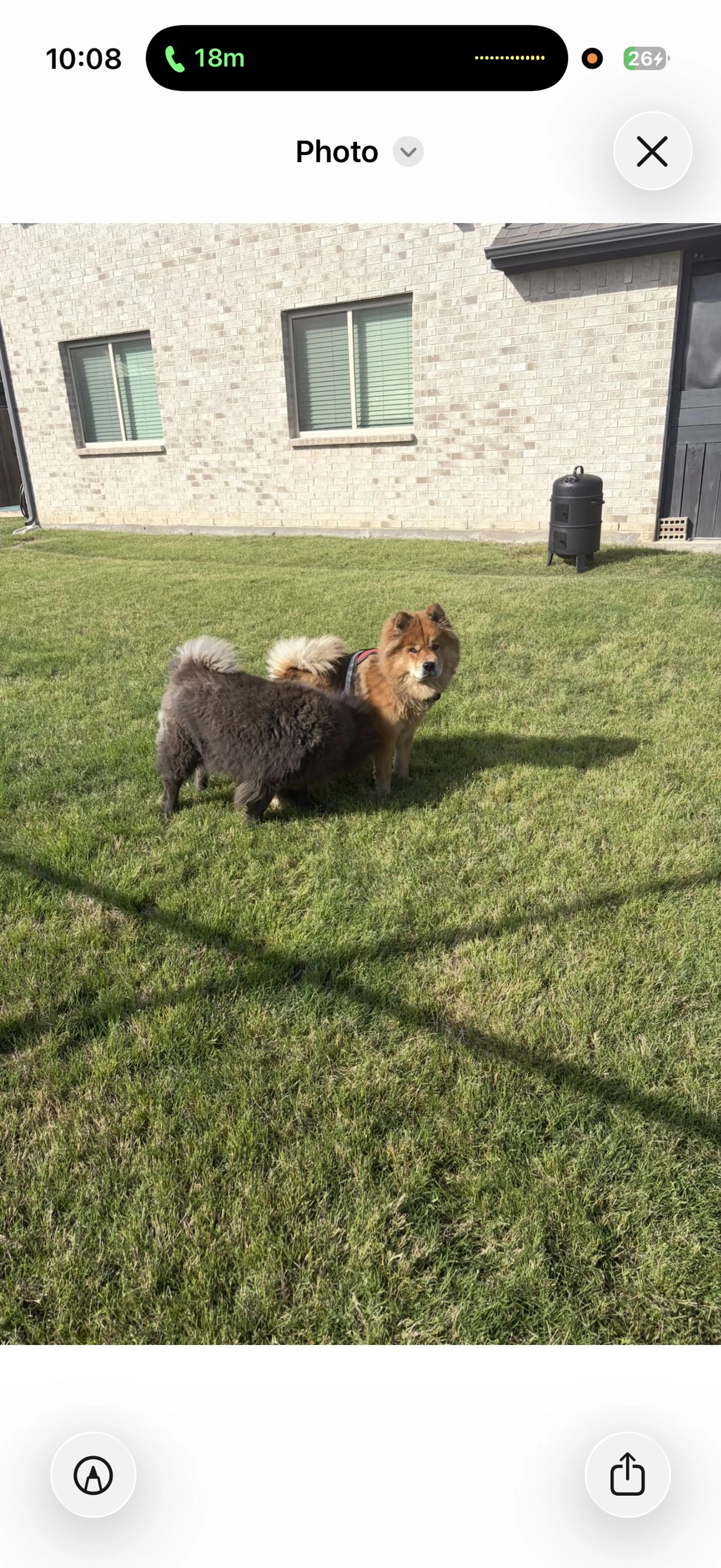 Lost pet-1